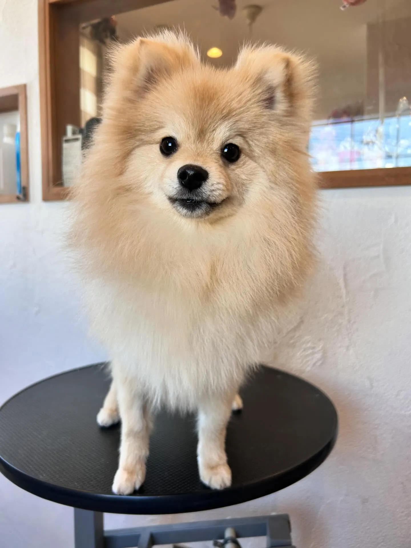 トリミングサロンで素敵なワンちゃんたちをお迎えしました!