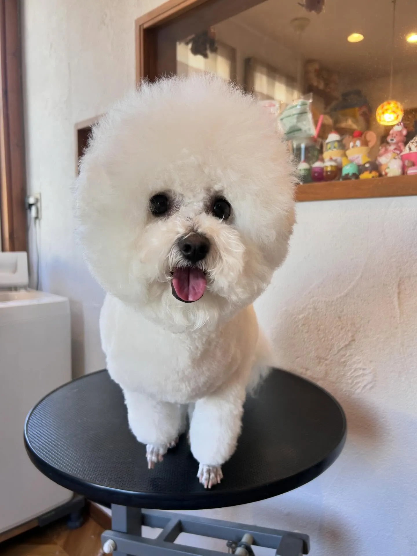 トリミングサロンで素敵なワンちゃんたちをお迎えしました!