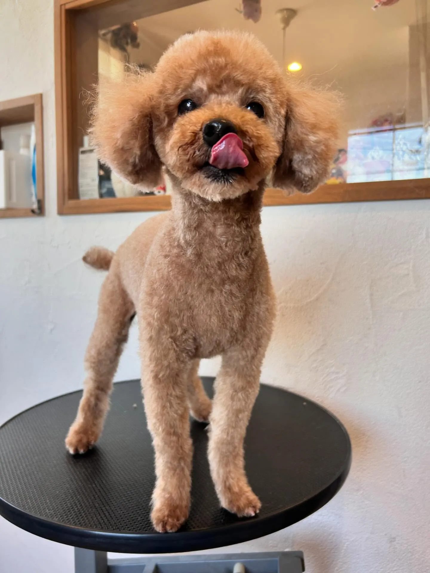 トリミングサロンには可愛いワンちゃんたちがいっぱい！🐶✨