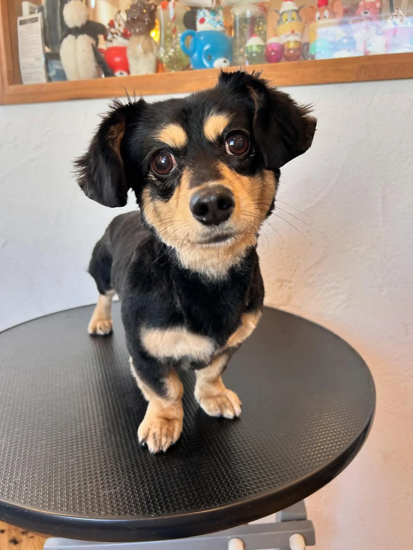 トリミングサロンには可愛いワンちゃんたちがいっぱい!🐶✨