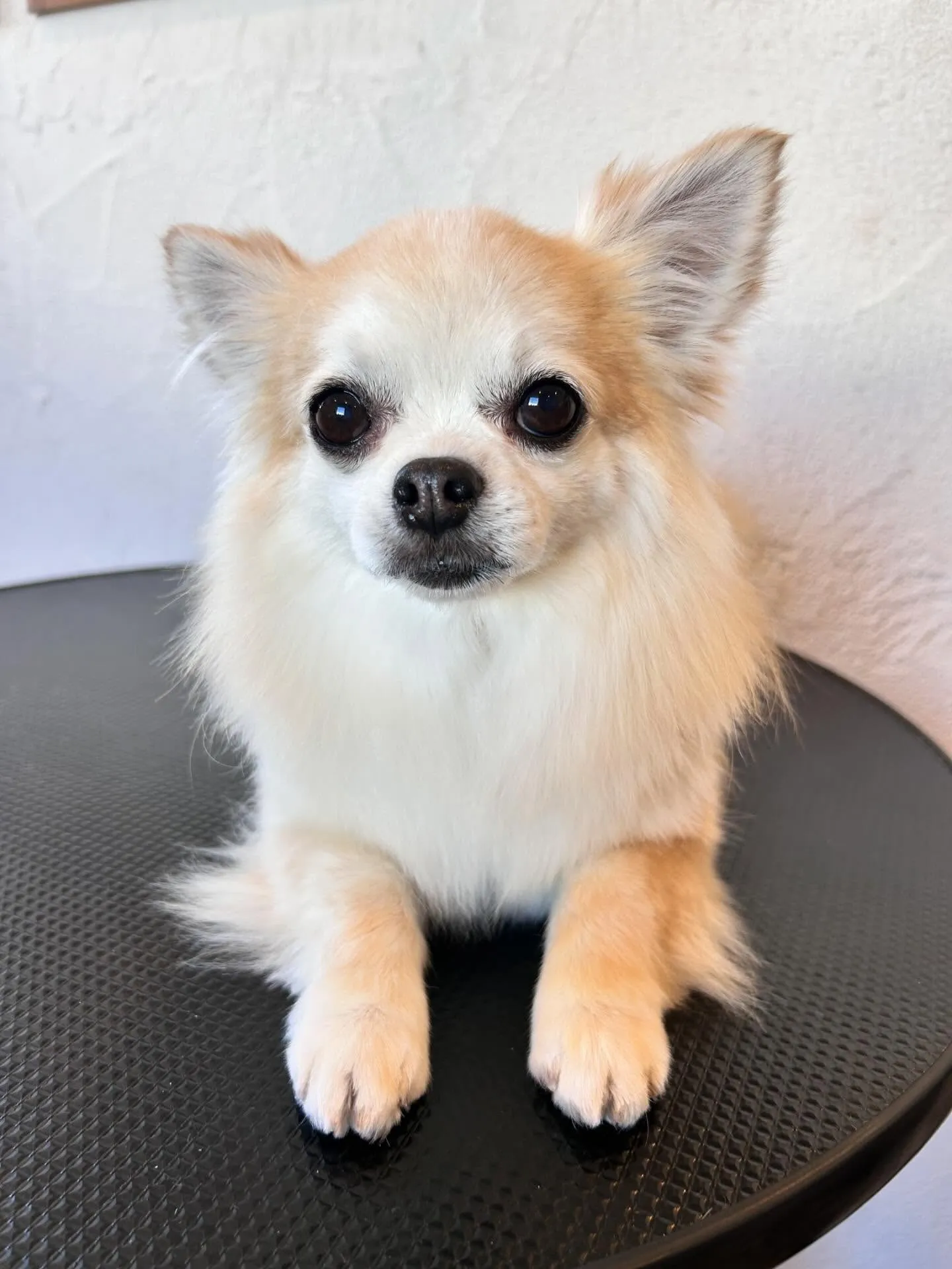 トリミングサロンには可愛いワンちゃんたちがいっぱい!🐶✨