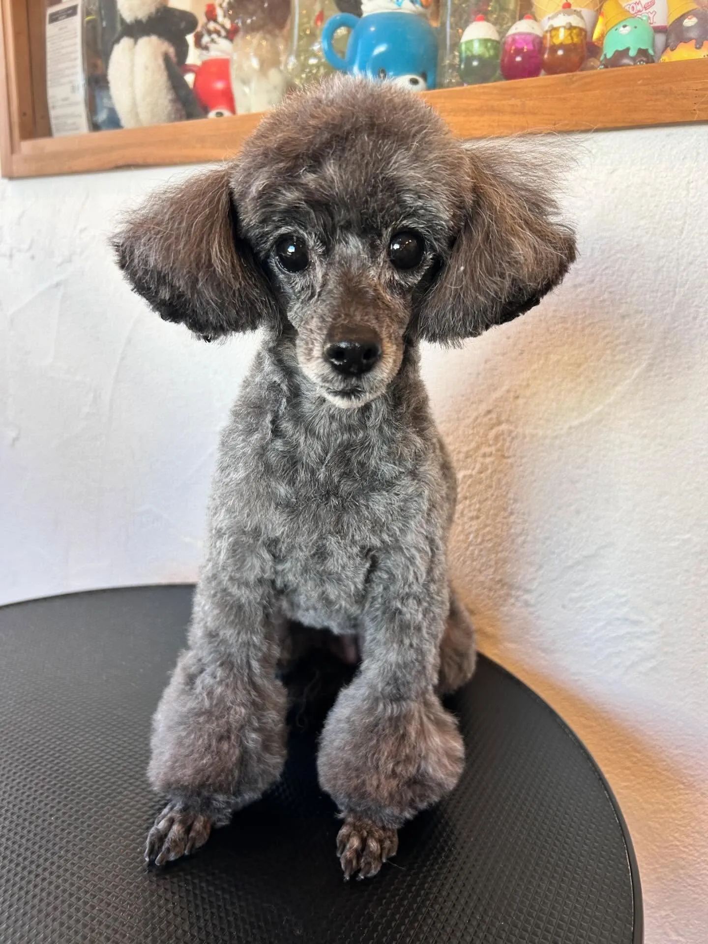 トリミングサロンには可愛いワンちゃんたちがいっぱい!🐶✨