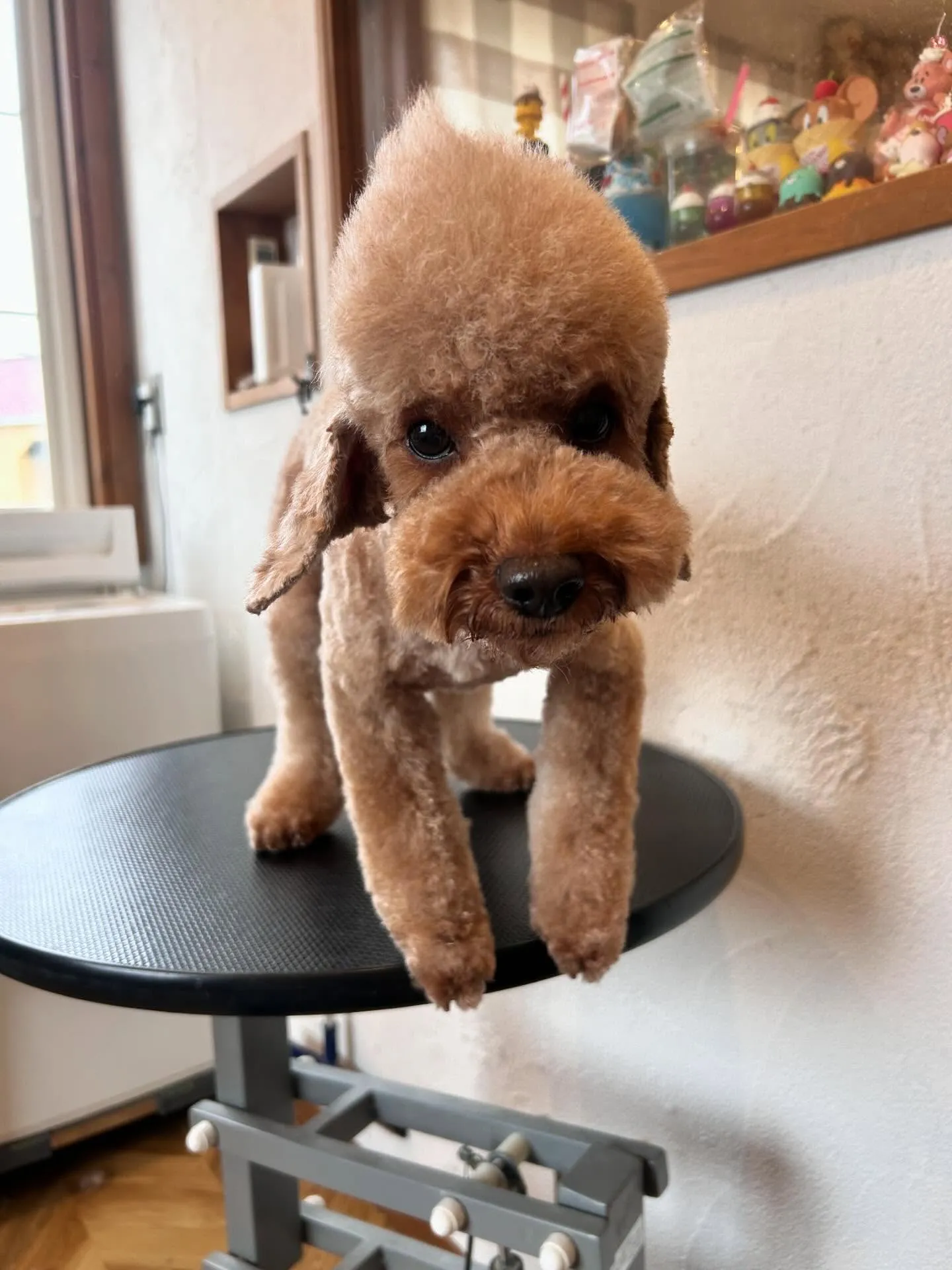 プードル愛好家の皆さん、こんにちは！