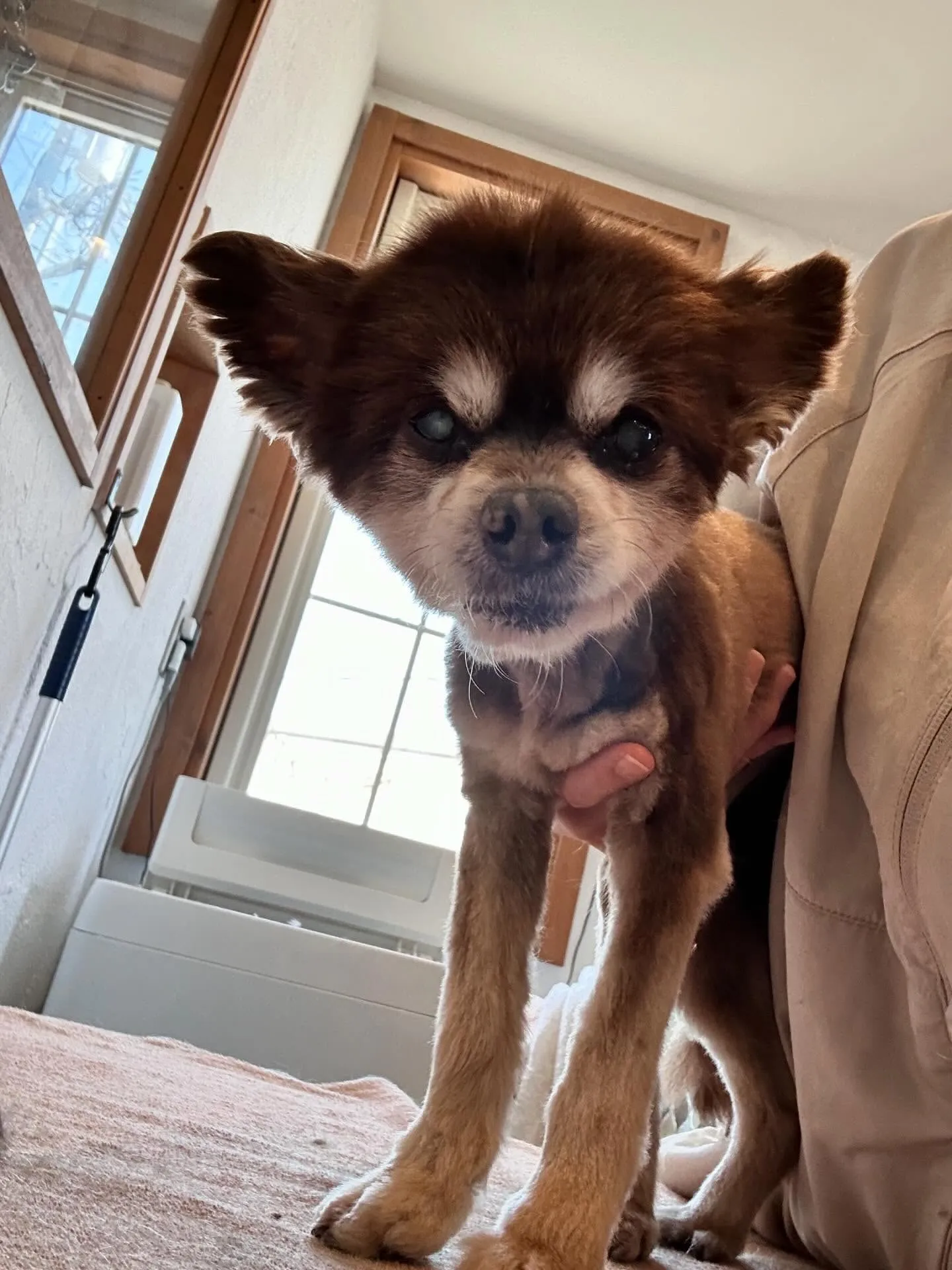 チワワのヨリくんは、いつものペースでカット✂️