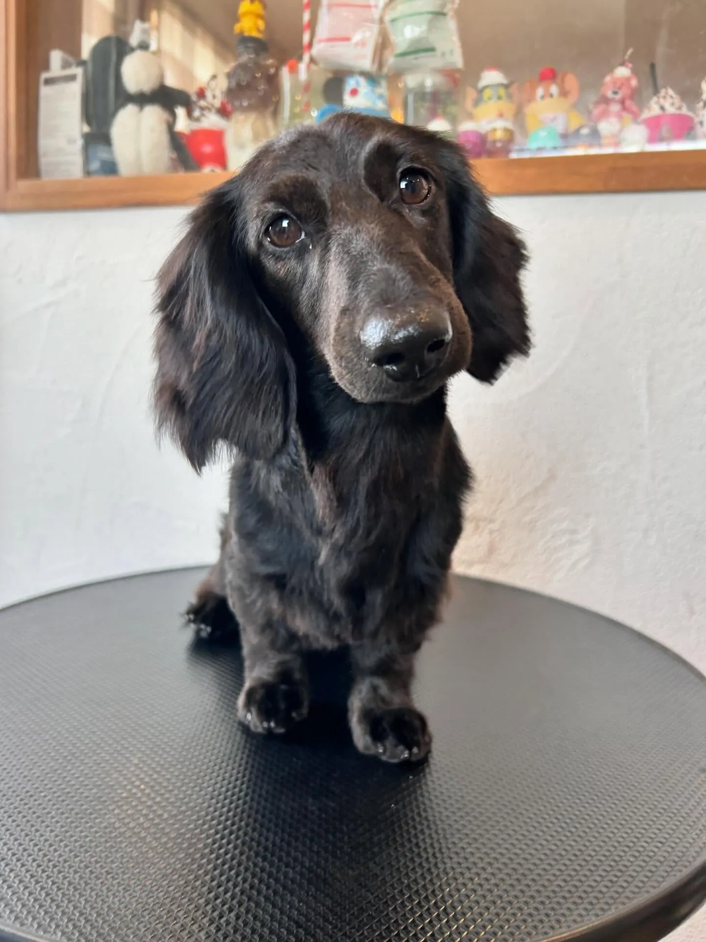 トリミングサロンで素敵なお友達と出会いました✨