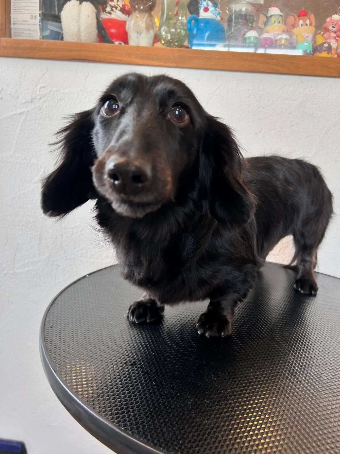 トリミングサロンで素敵なお友達と出会いました✨