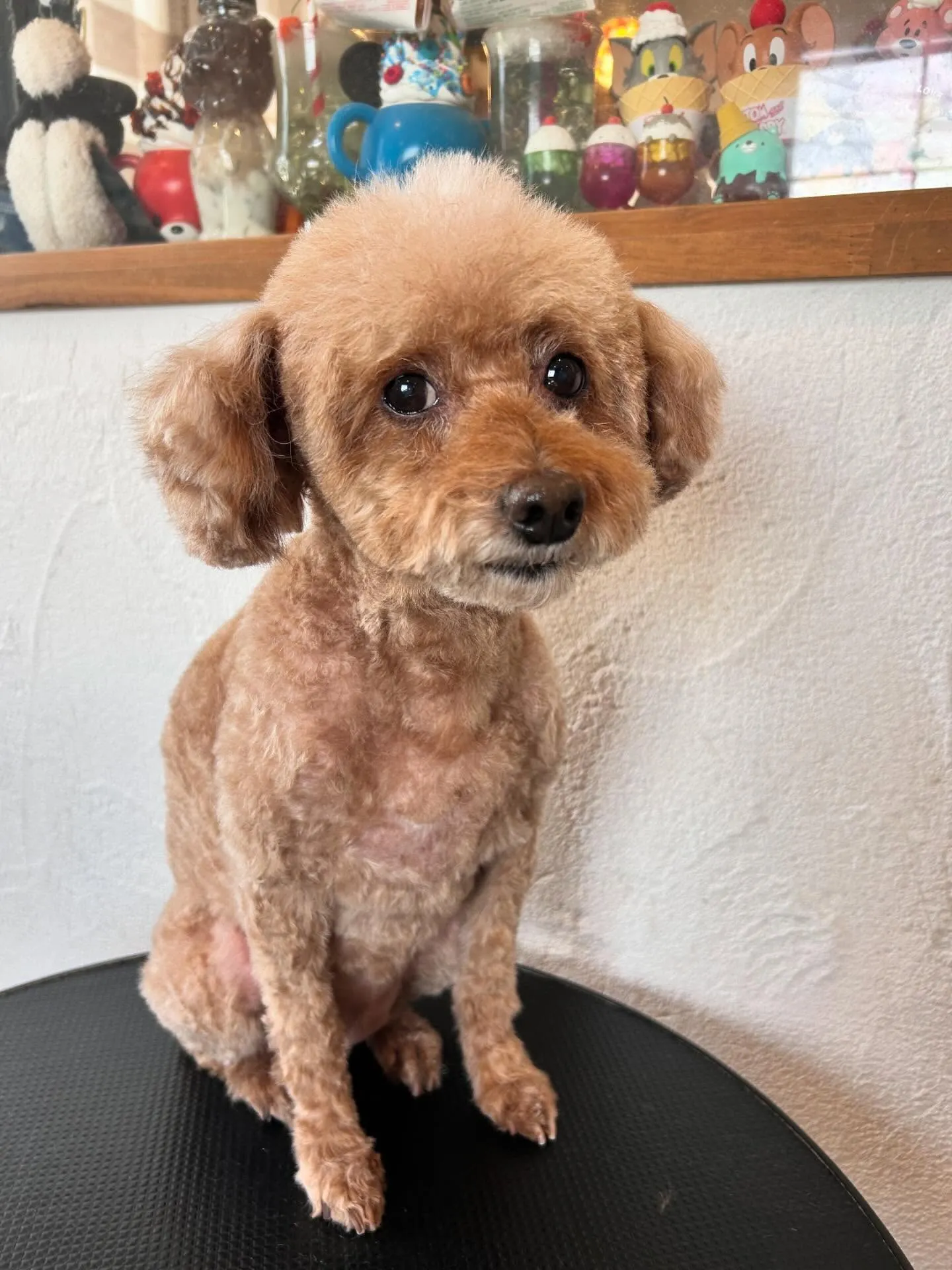 トリミングサロンで素敵なお友達と出会いました✨