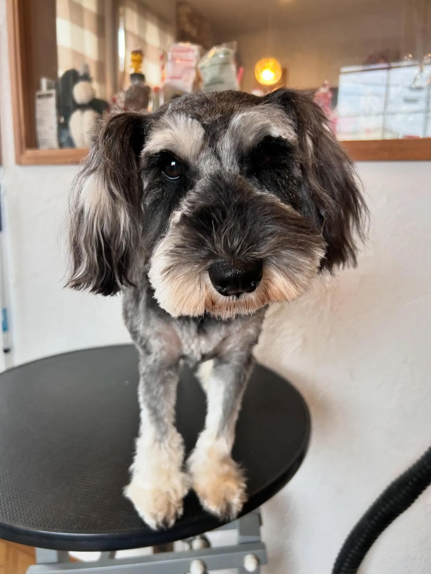 トリミングサロンで素敵なお友達と出会いました✨