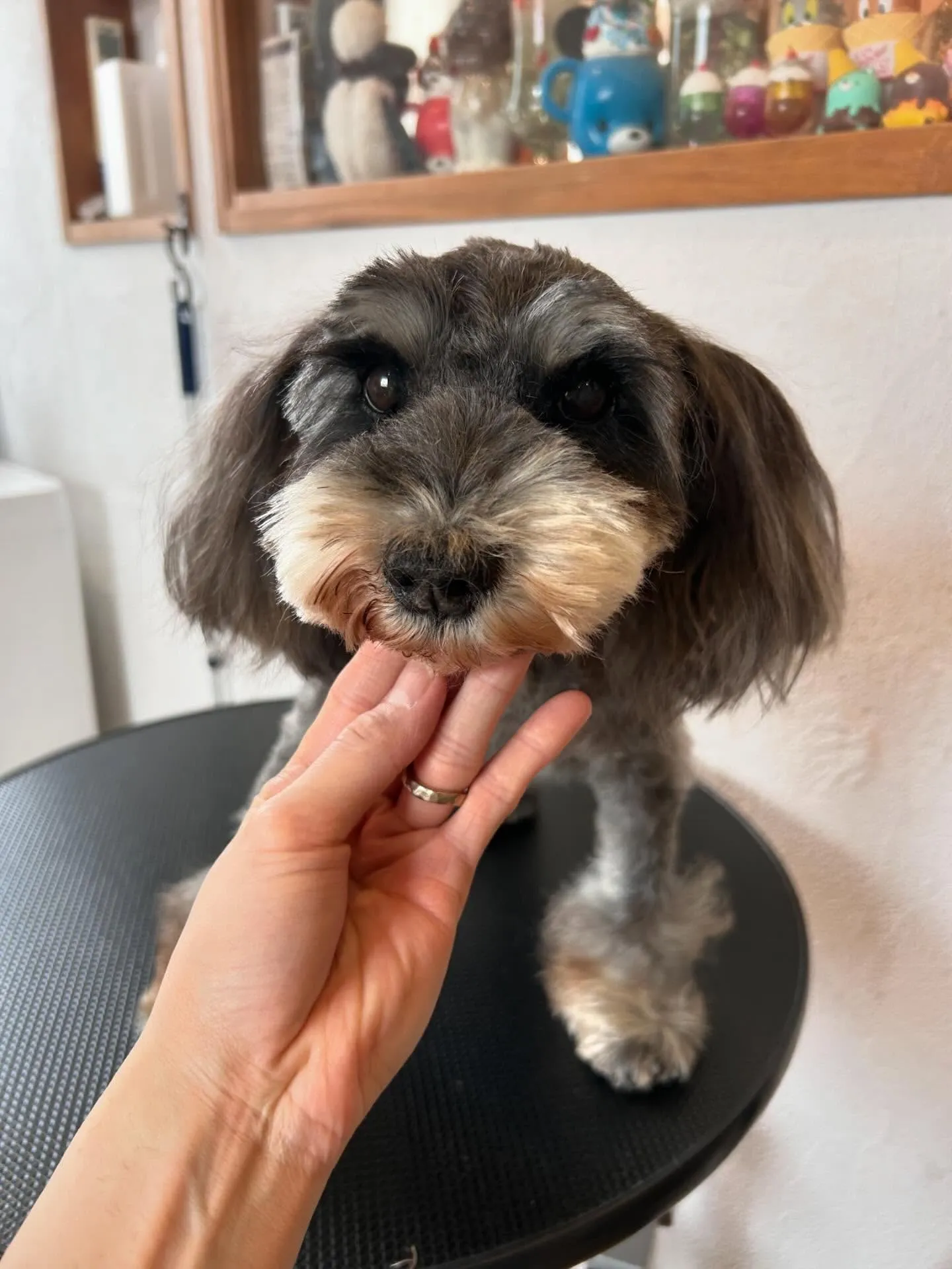 トリミングサロンで素敵なお友達と出会いました✨