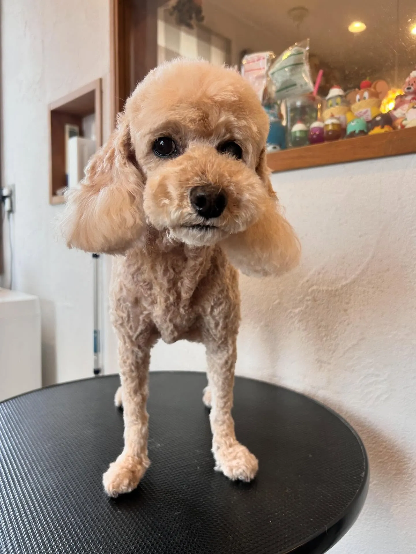 トリミングサロンで素敵なお友達と出会いました✨