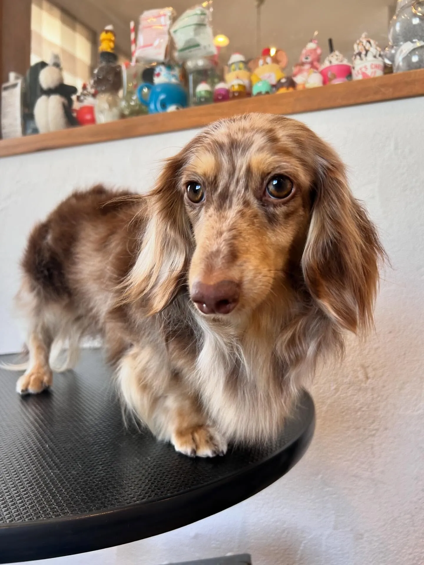 大賑わいのサロンから素敵なワンちゃんたちをご紹介🐶✨