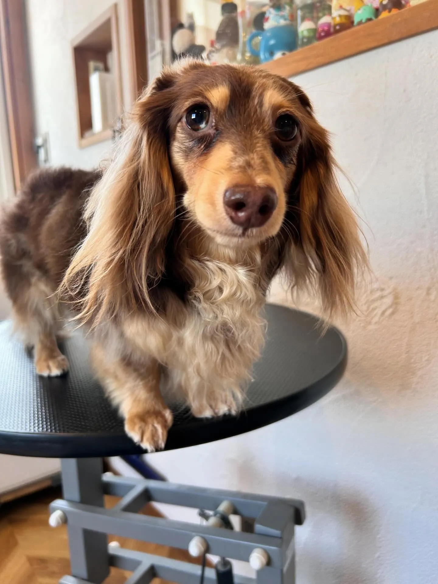 大賑わいのサロンから素敵なワンちゃんたちをご紹介🐶✨