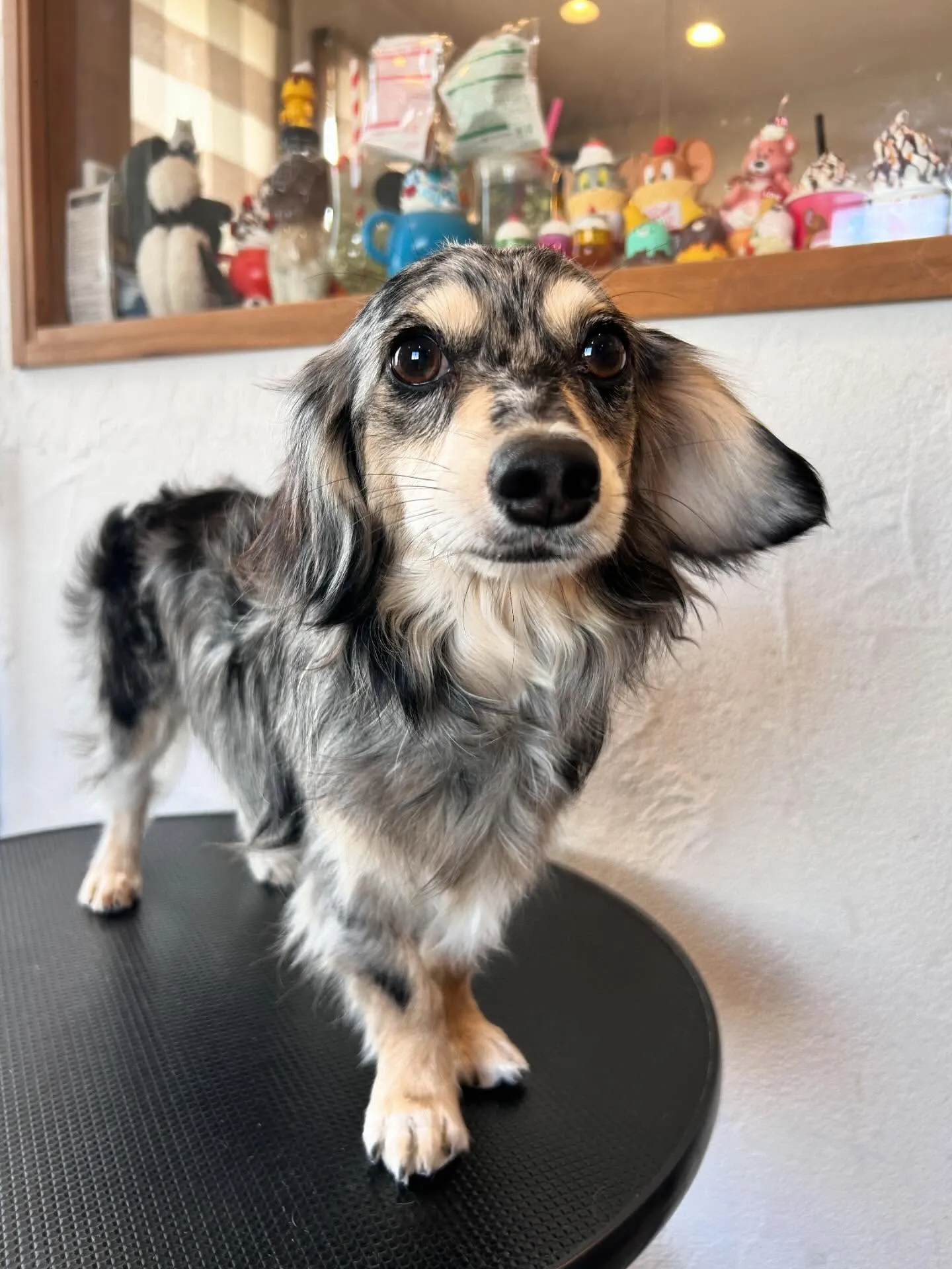 大賑わいのサロンから素敵なワンちゃんたちをご紹介🐶✨