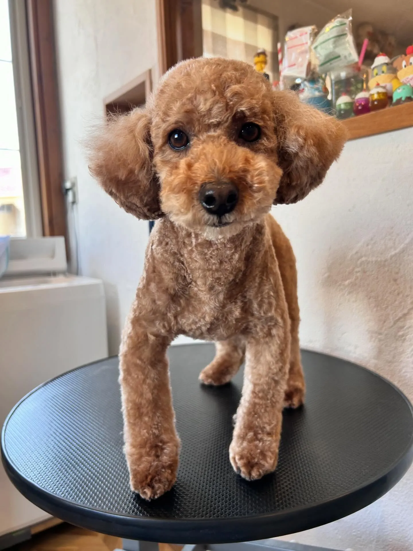 大賑わいのサロンから素敵なワンちゃんたちをご紹介🐶✨