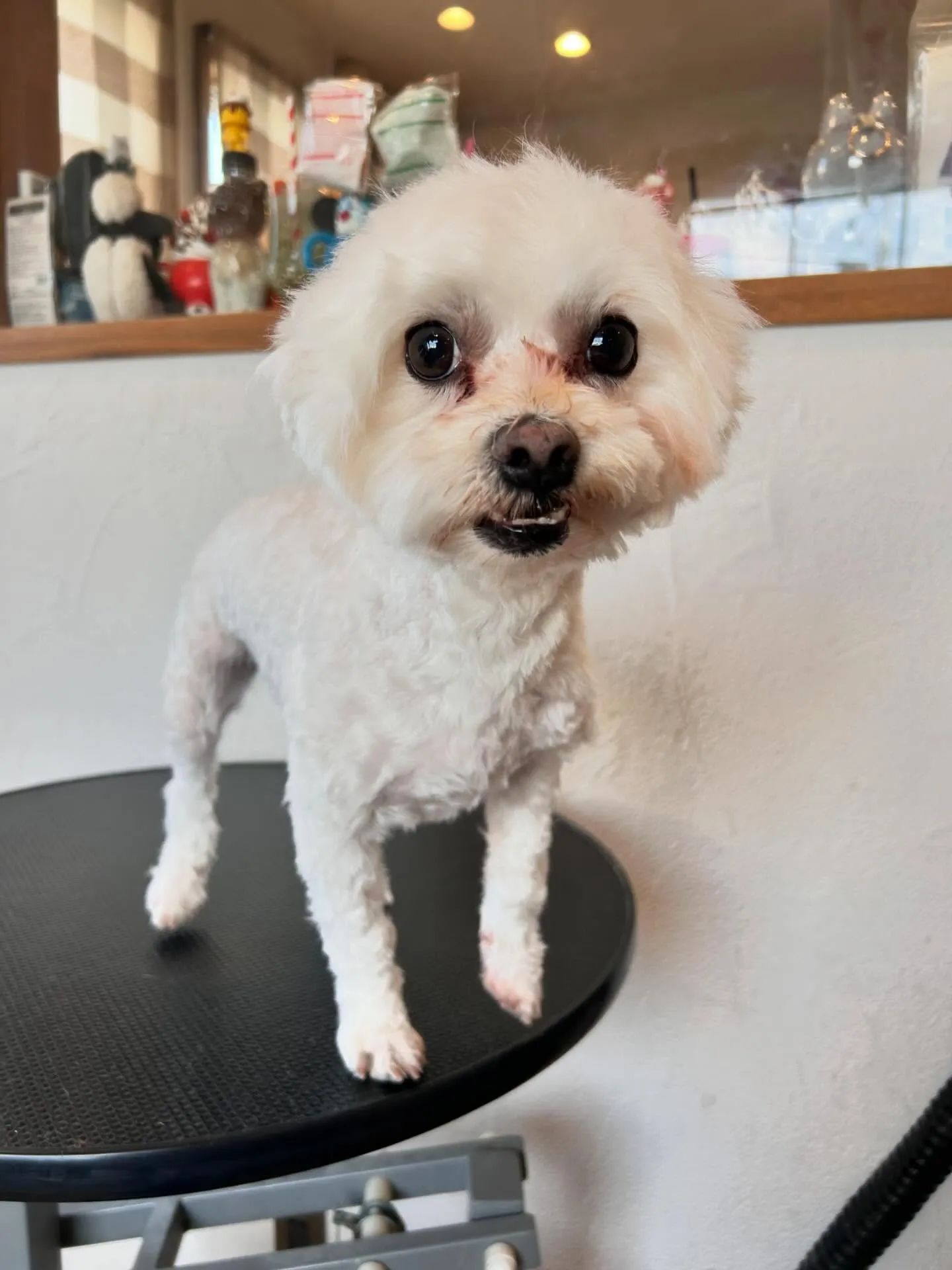 大賑わいのサロンから素敵なワンちゃんたちをご紹介🐶✨