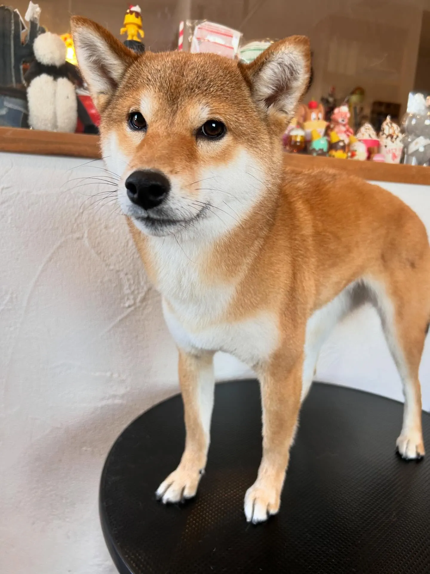 大賑わいのサロンから素敵なワンちゃんたちをご紹介🐶✨