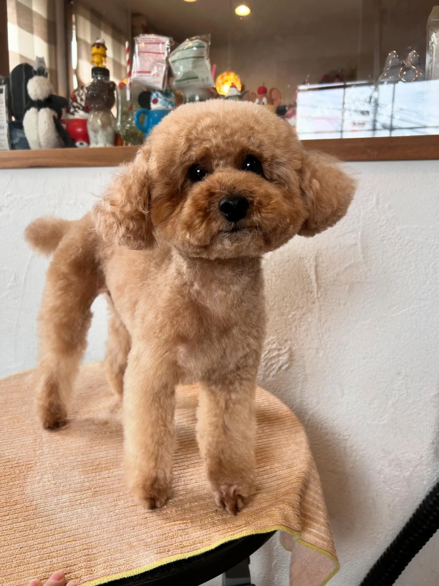 かわいいワンちゃんたちが集ったよ🐶✨