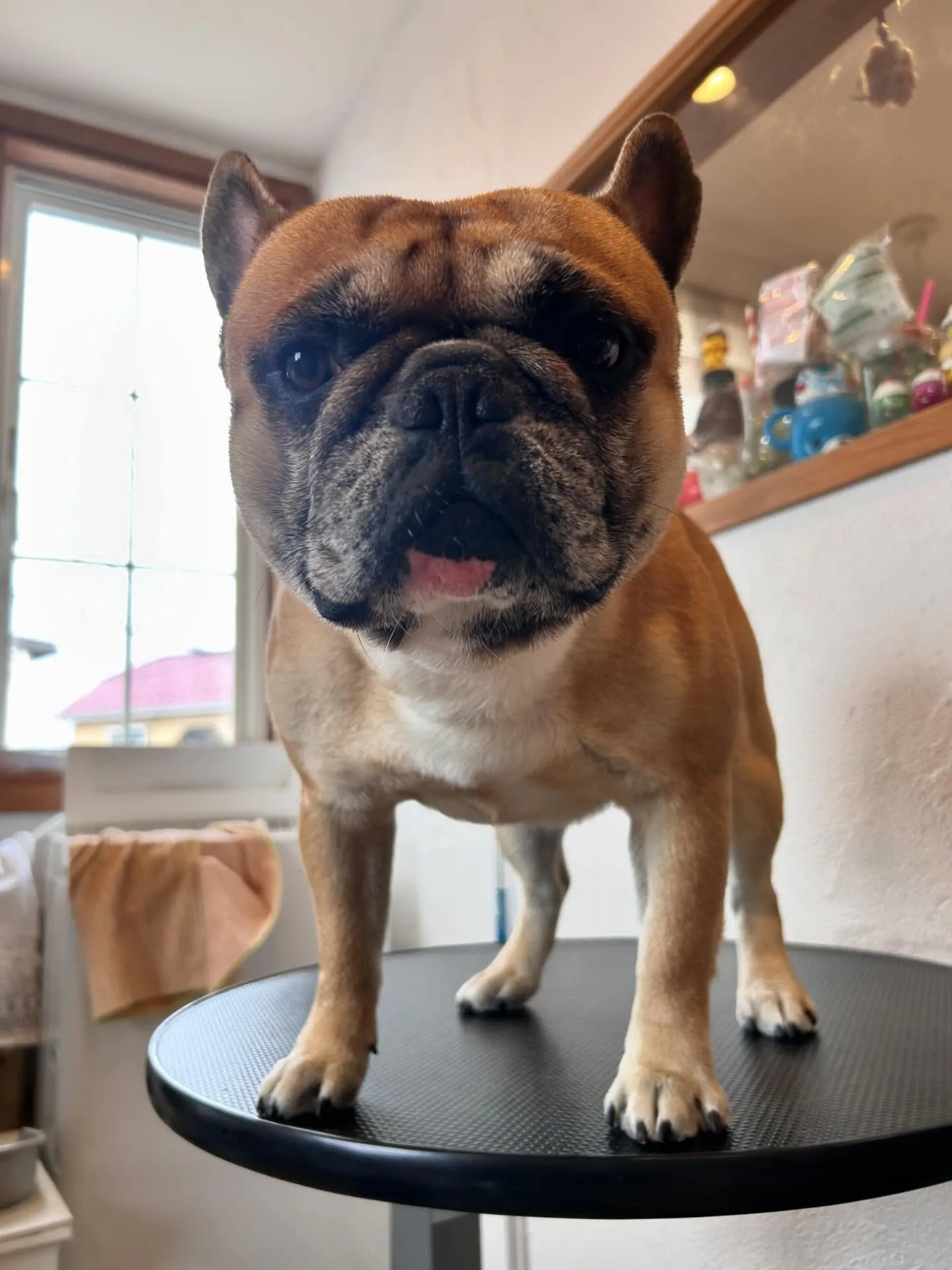 かわいいワンちゃんたちが集ったよ🐶✨