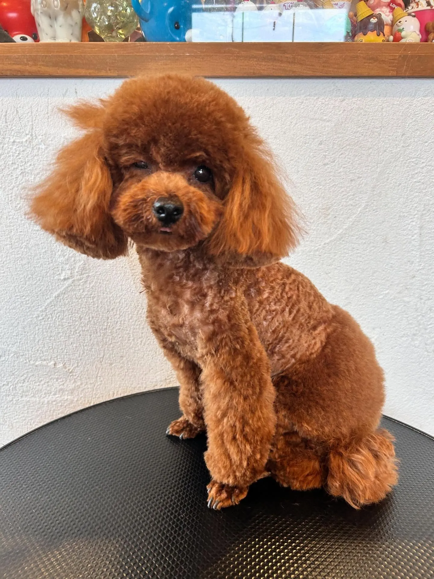 かわいいワンちゃんたちが集ったよ🐶✨