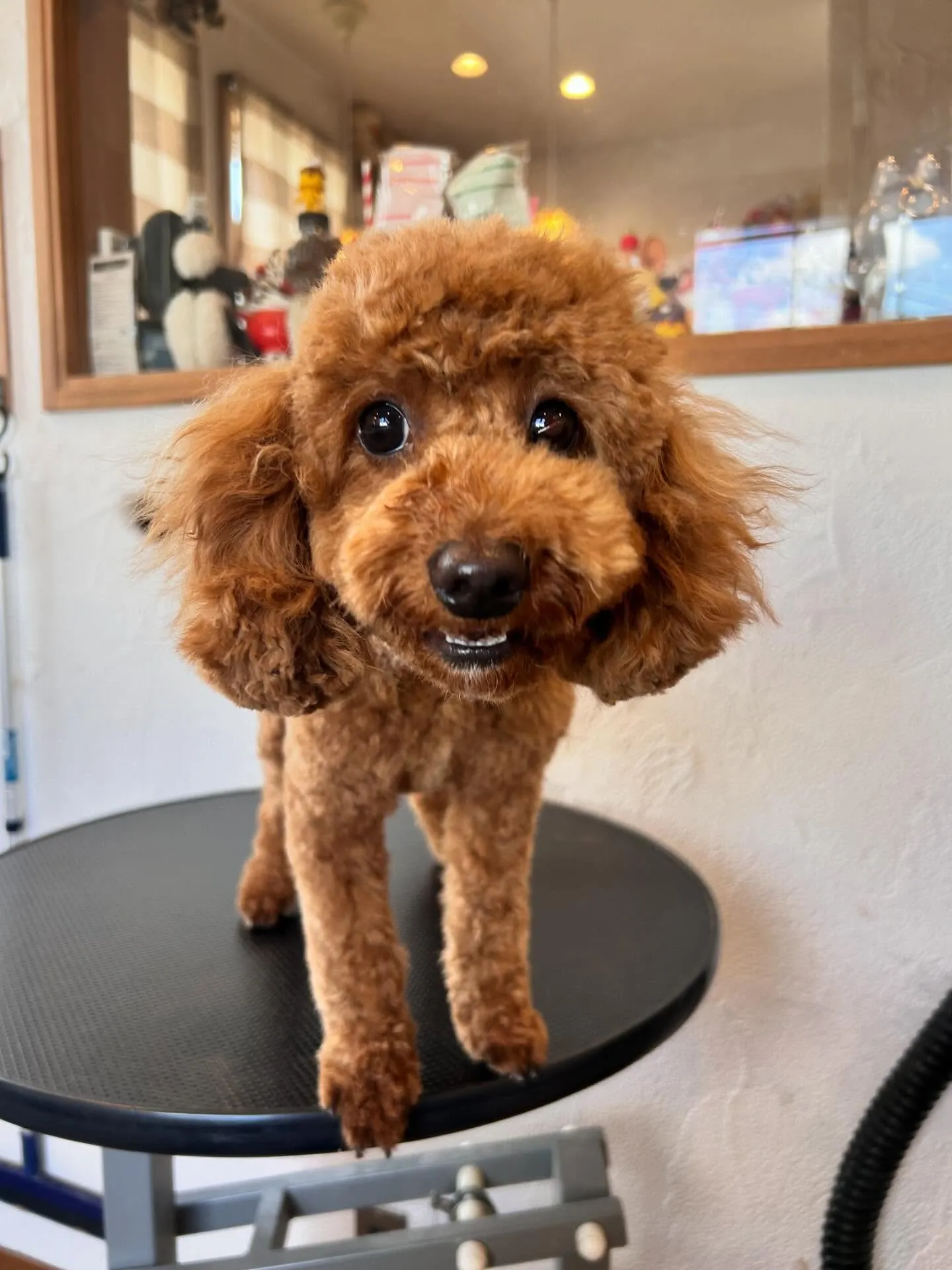 楽しいトリミングデーでした！🎉