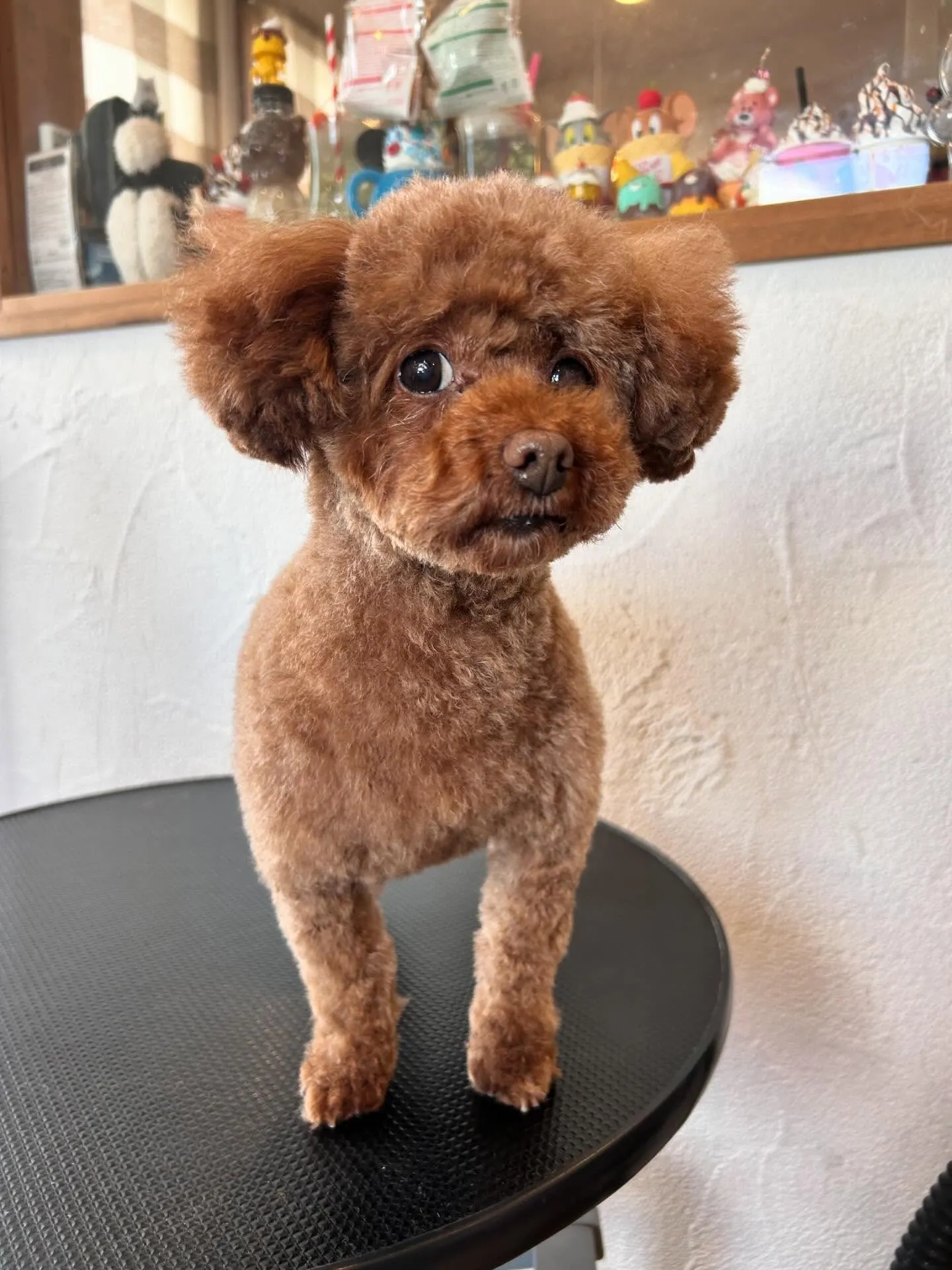 楽しいトリミングデーでした！🎉