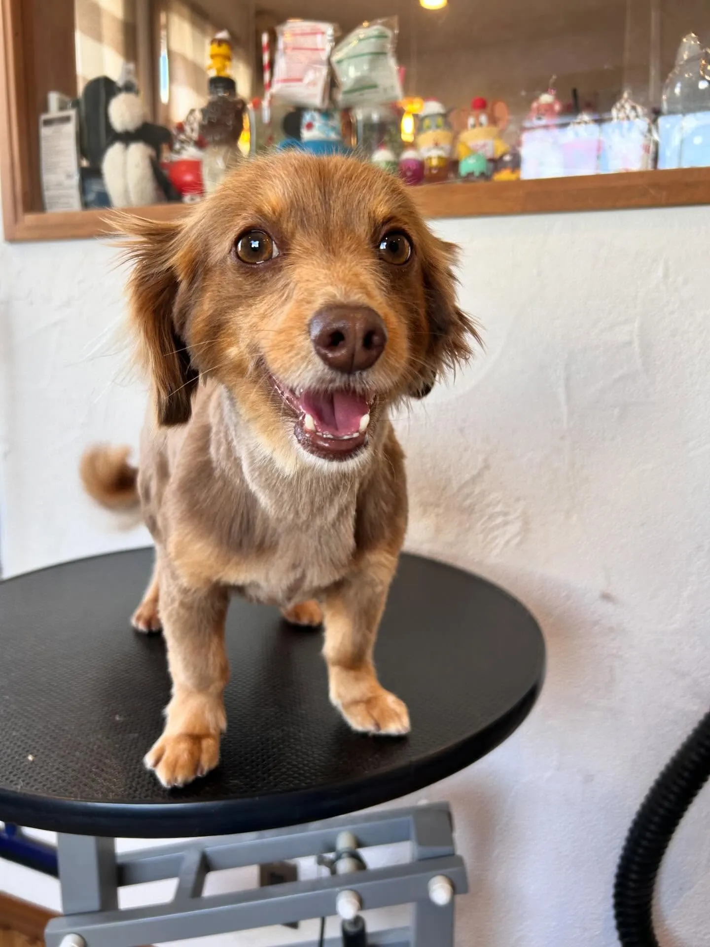 楽しいトリミングデーでした！🎉