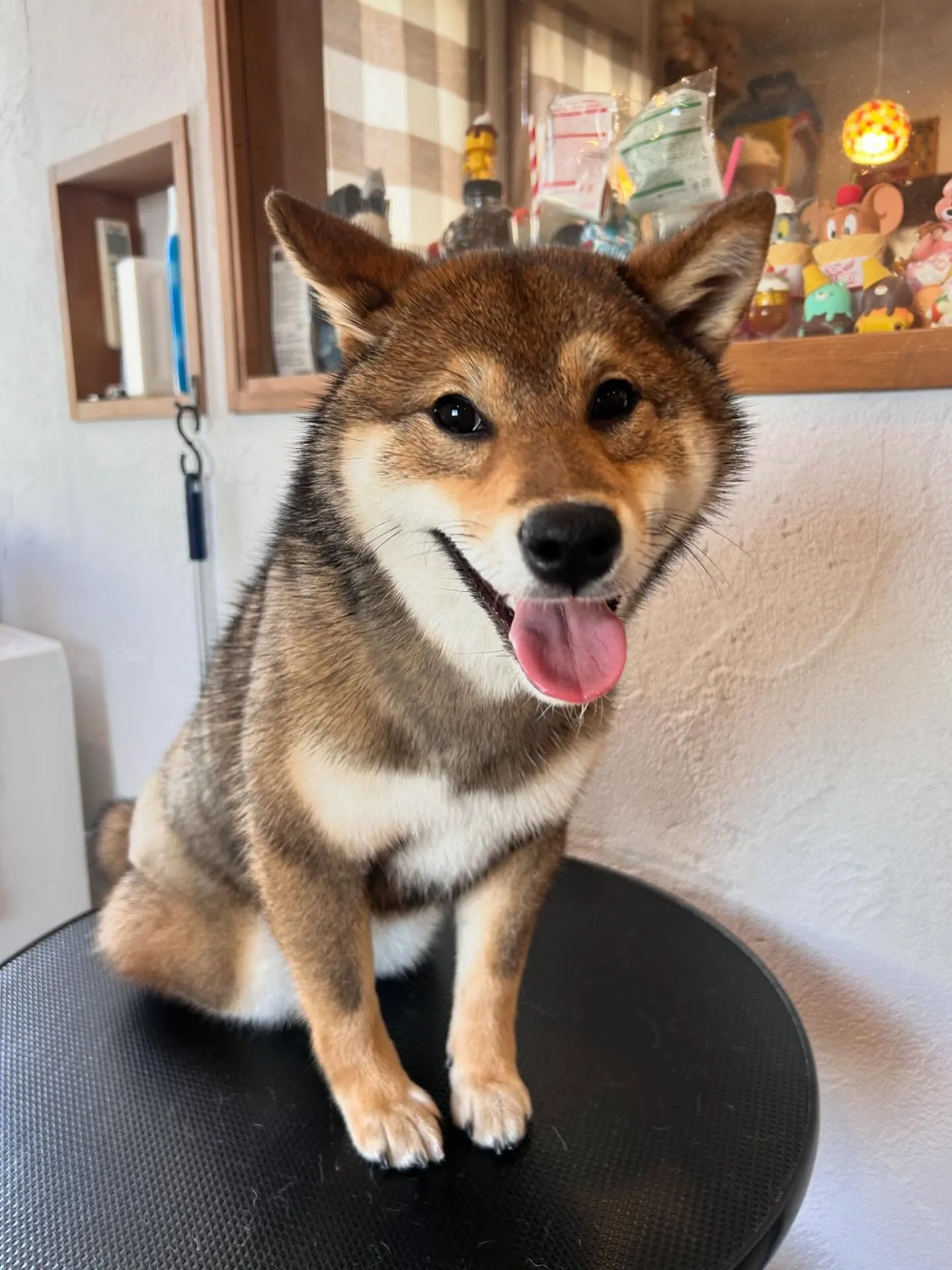 楽しいトリミングデーでした！🎉