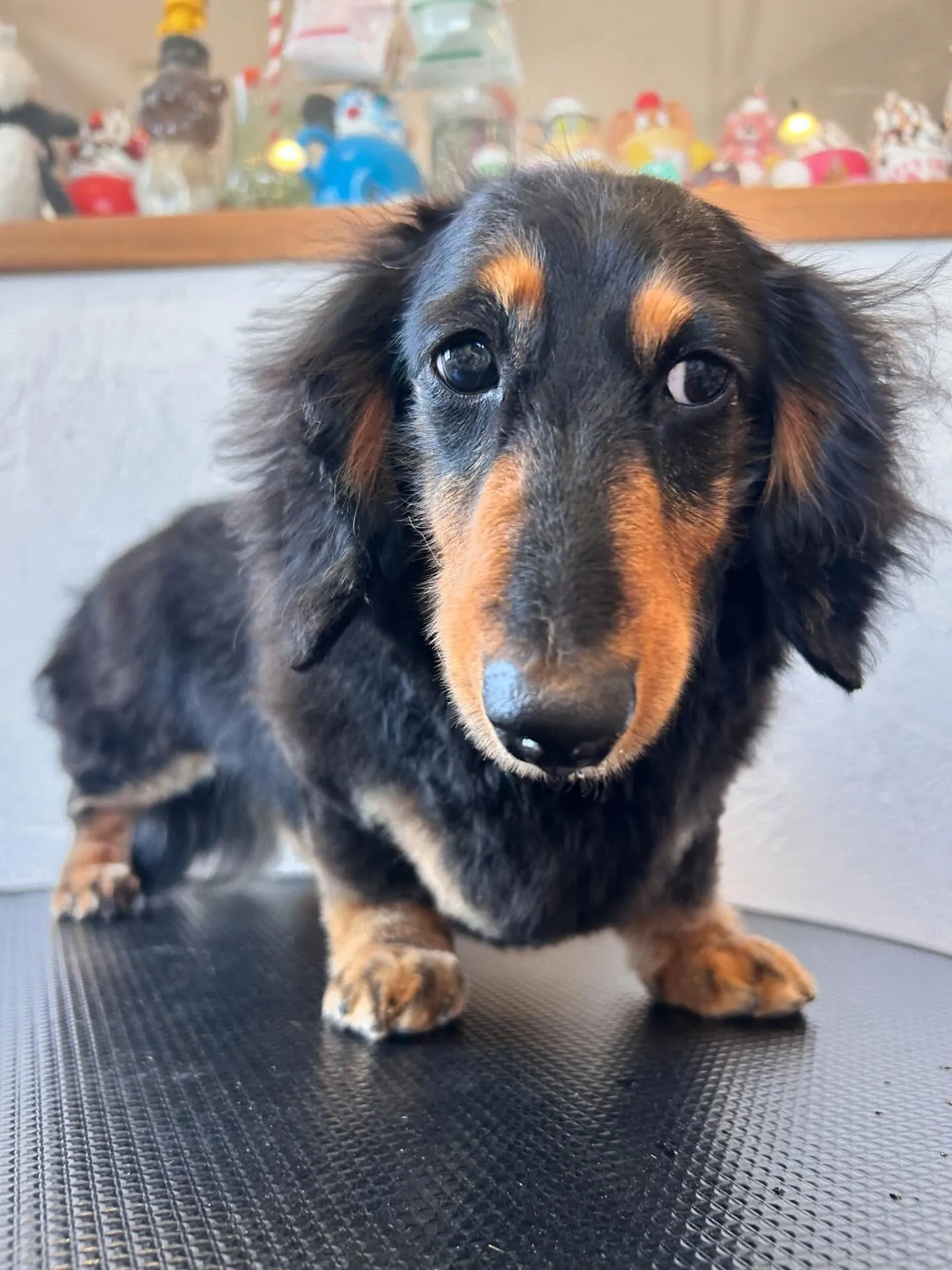 たくさんのお友達が遊びに来てくれました！