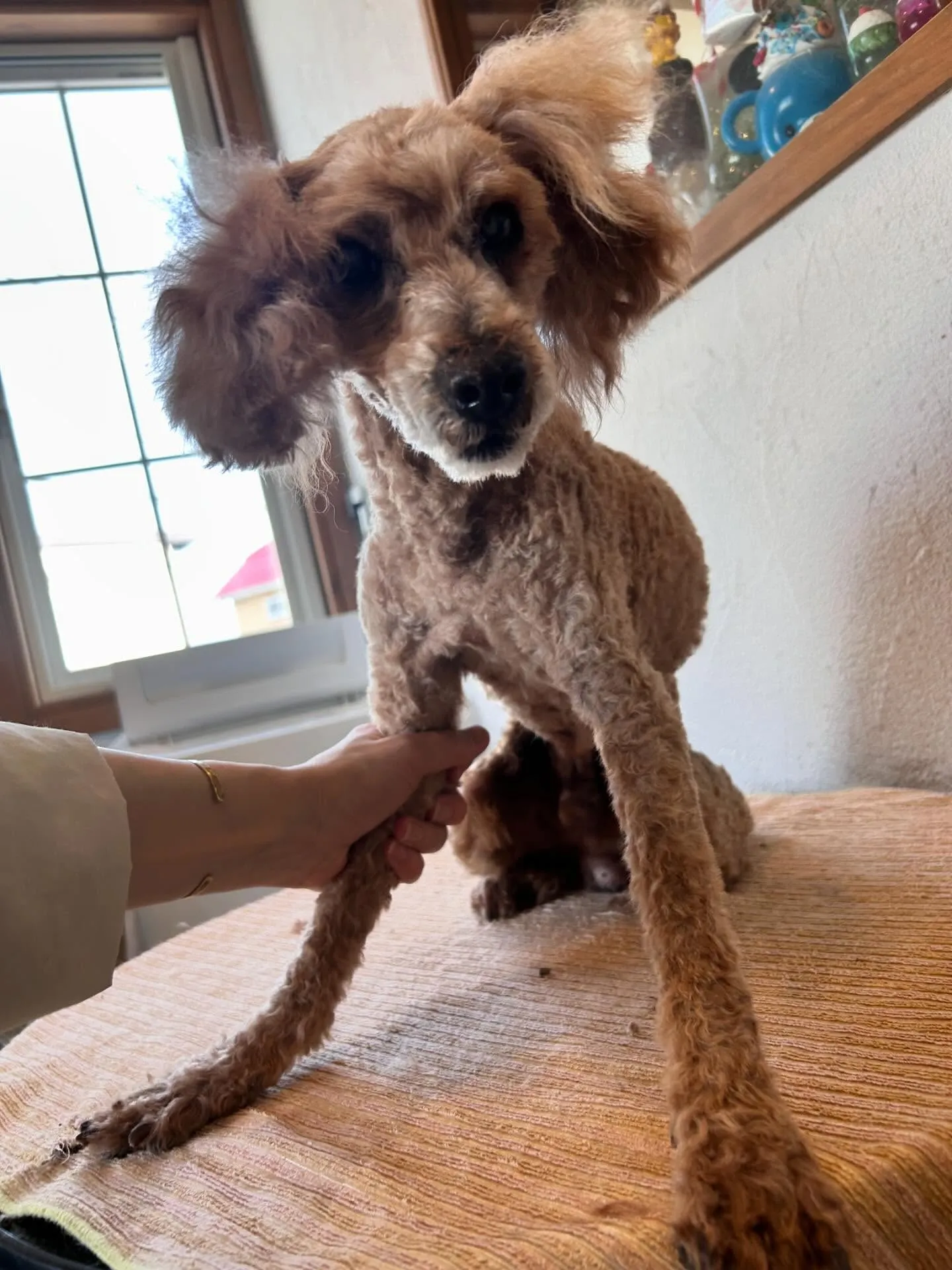 たくさんのお友達が遊びに来てくれました！