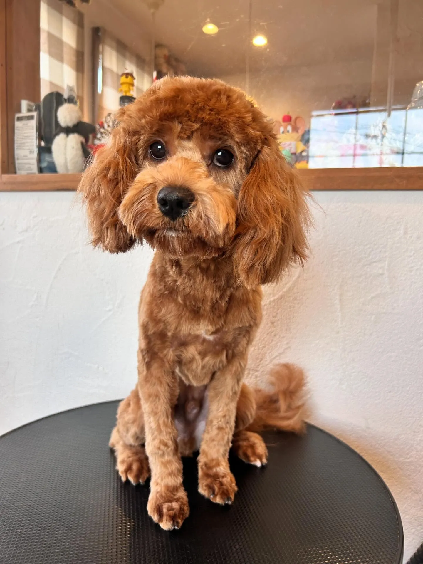 かわいいワンちゃんたちがたくさん遊びに来てくれました🐾✨