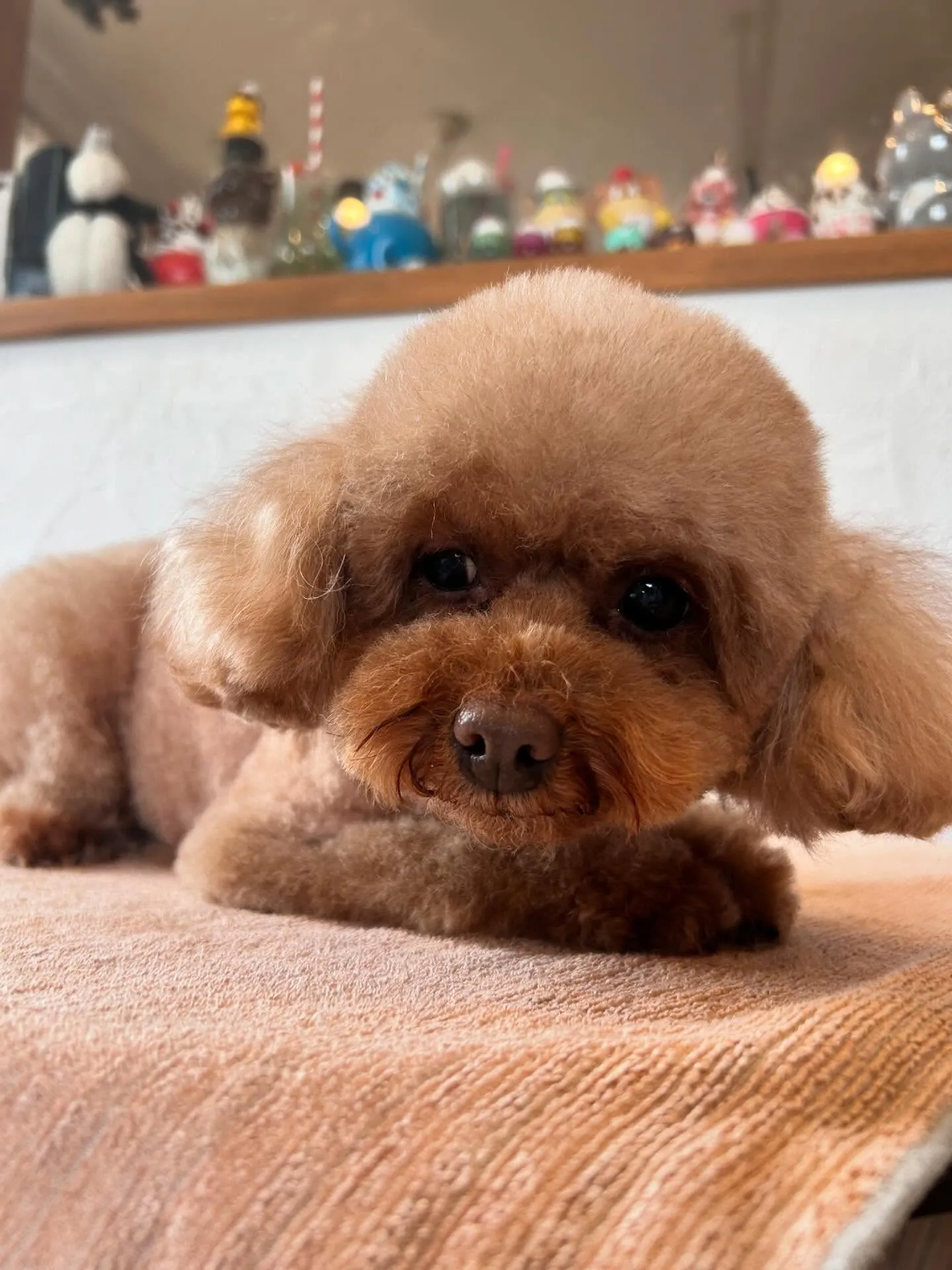 トリミングサロンに遊びに来た可愛いワンちゃんたちを紹介します...