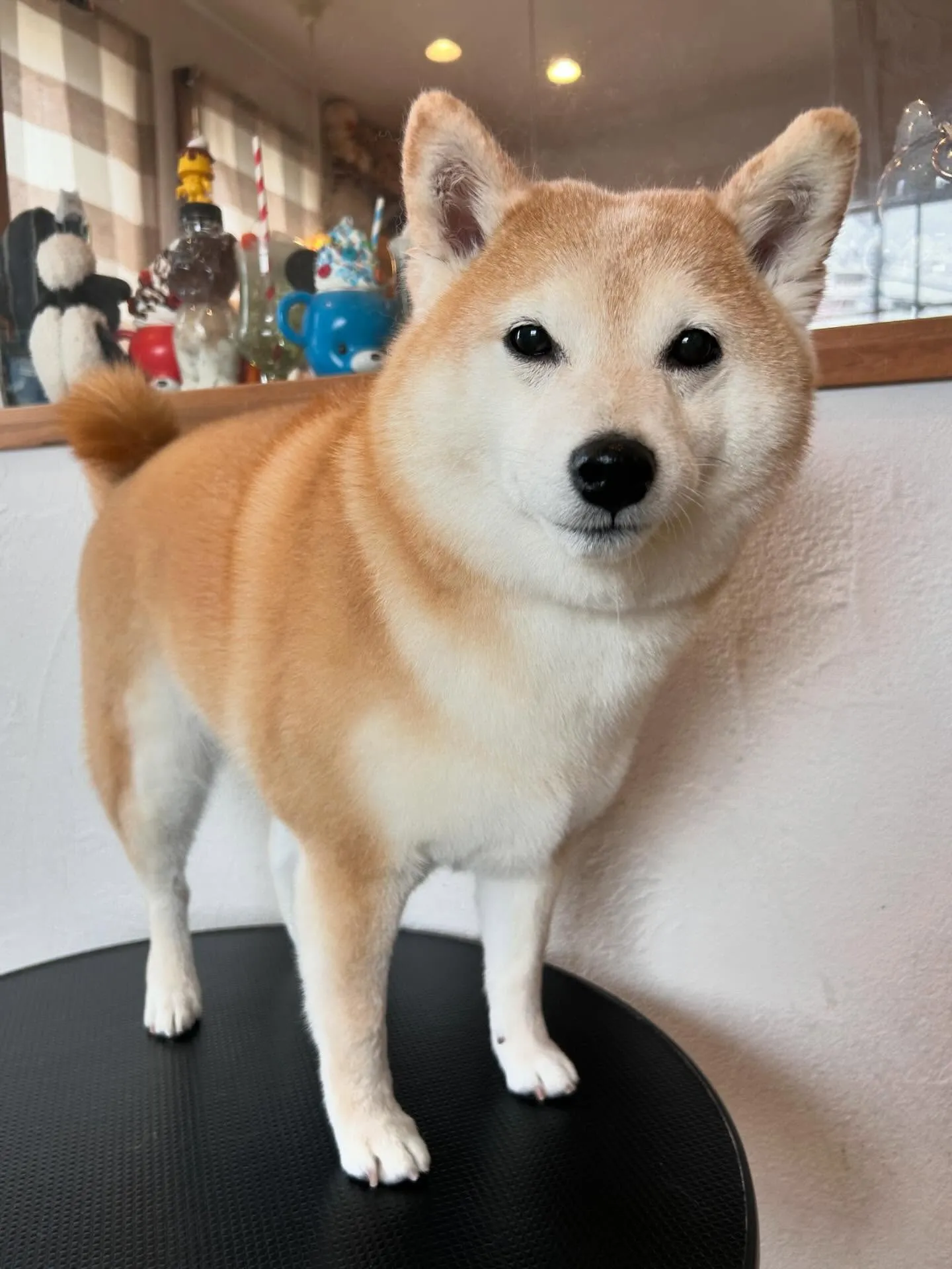 柴犬のすずちゃん、アクアゼオ毛抜きコースで夏の抜け毛とさよな...