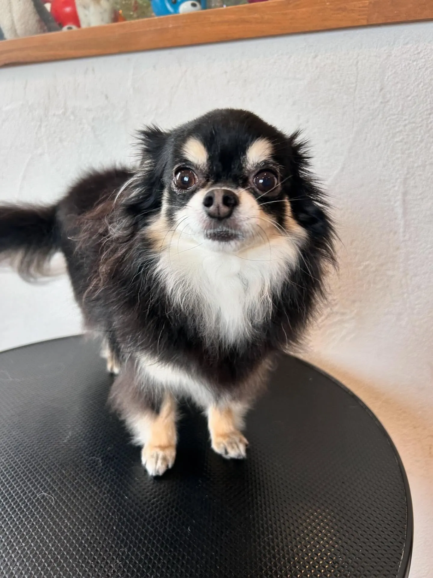 柴犬のすずちゃん、アクアゼオ毛抜きコースで夏の抜け毛とさよな...