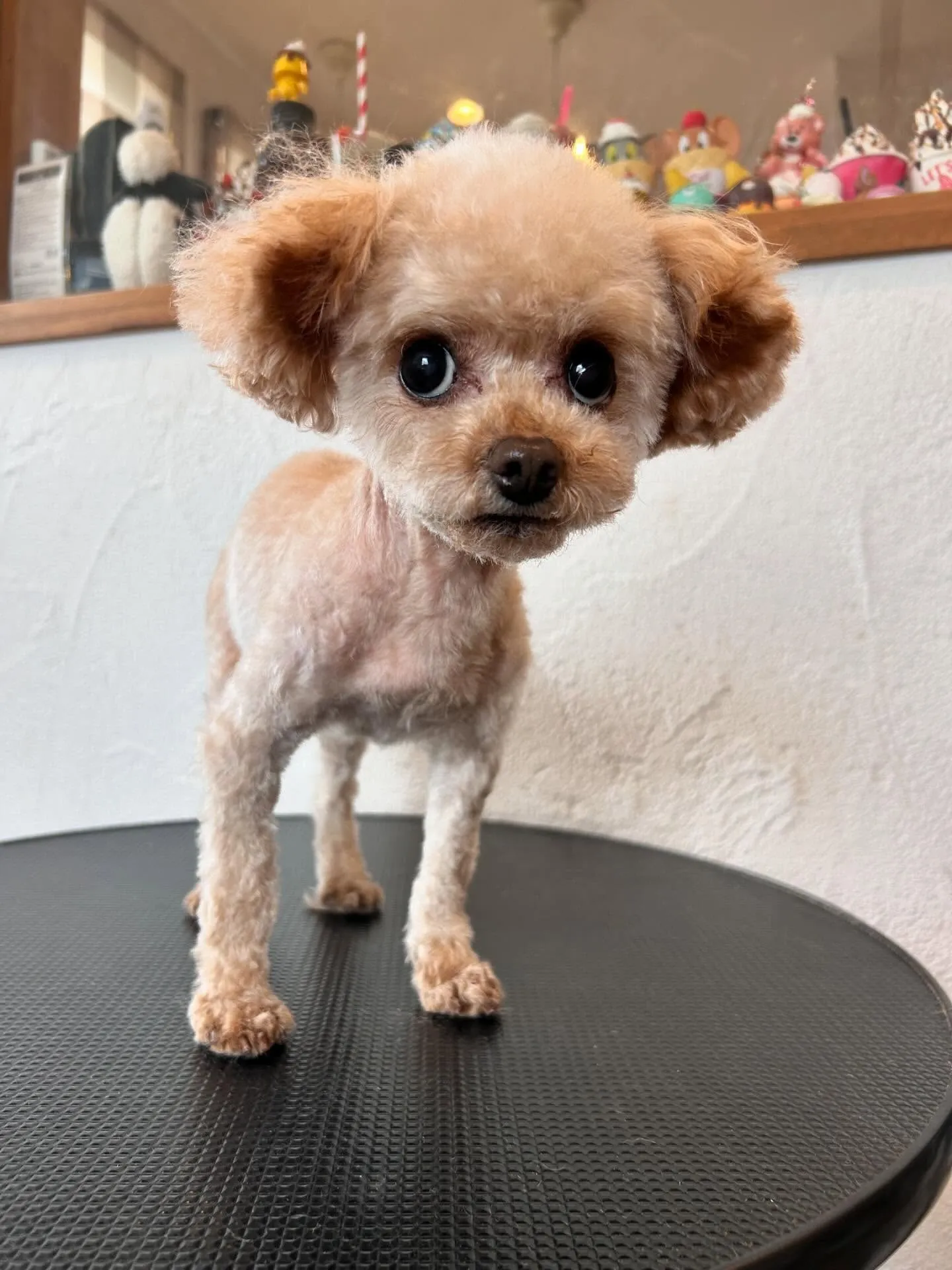 柴犬のすずちゃん、アクアゼオ毛抜きコースで夏の抜け毛とさよな...