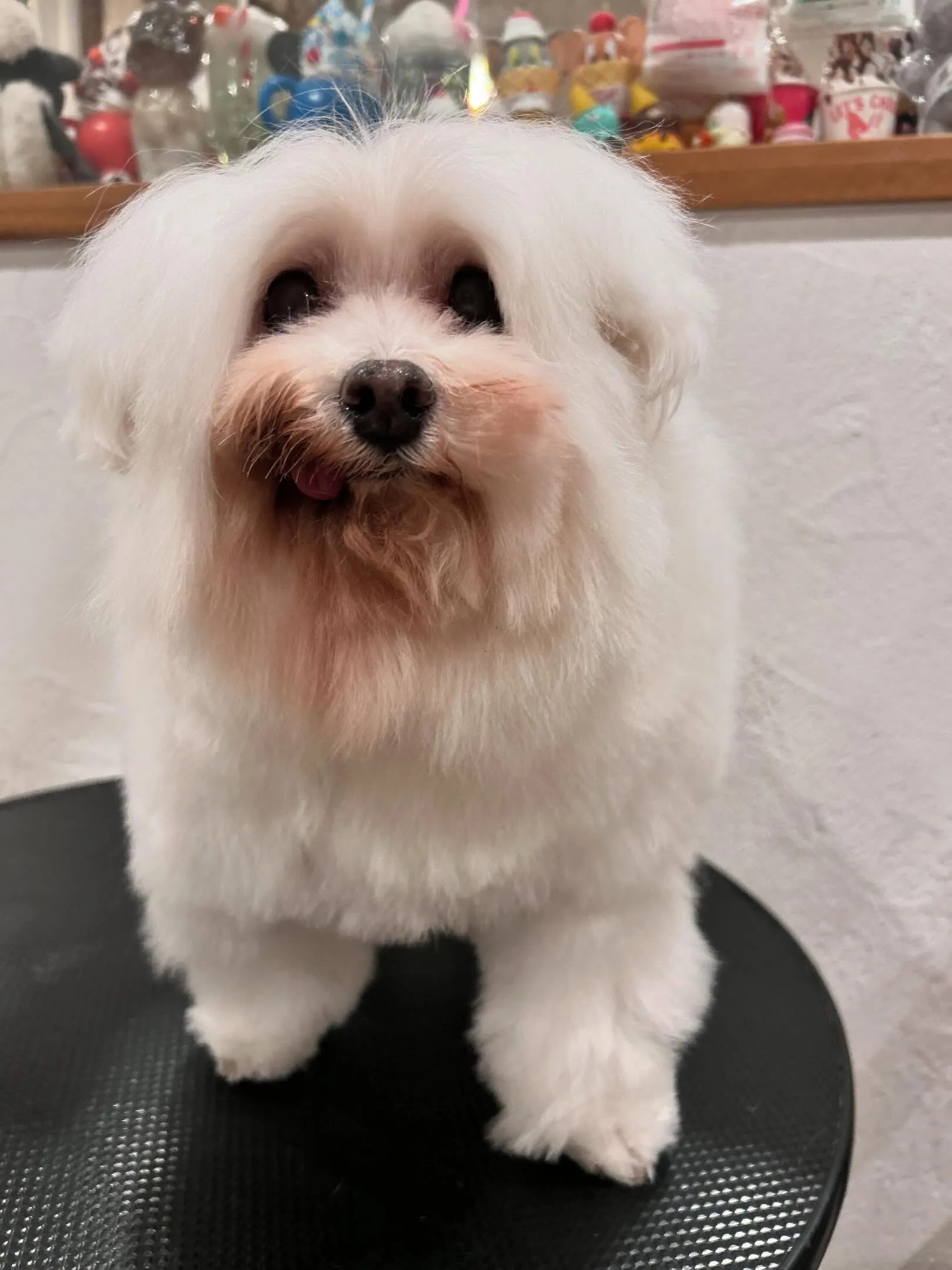 トリムルームは大忙し💕