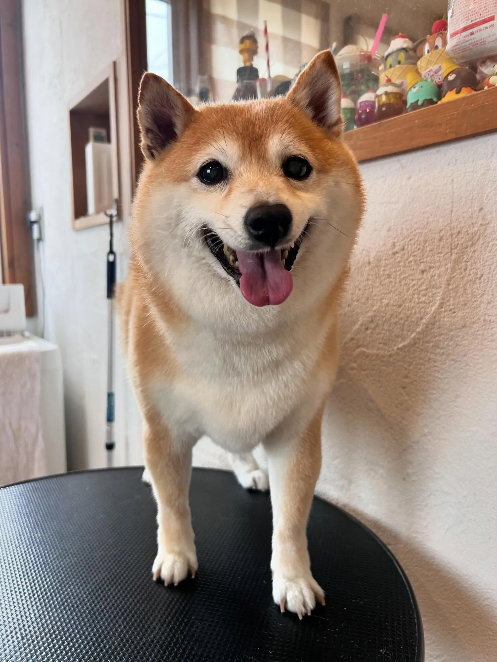 わんちゃんたちをご紹介🐾💕