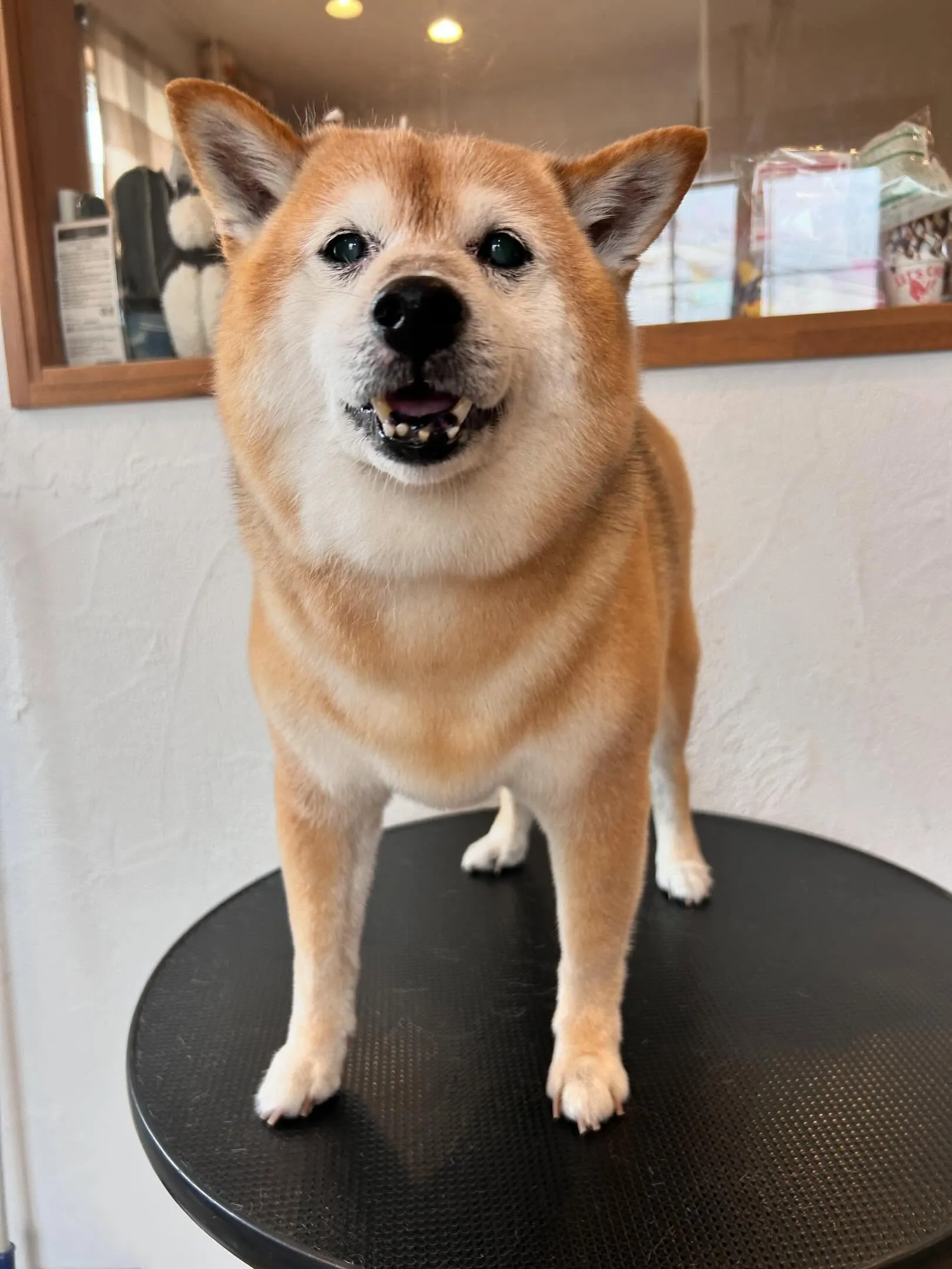 わんちゃんたちをご紹介🐾💕