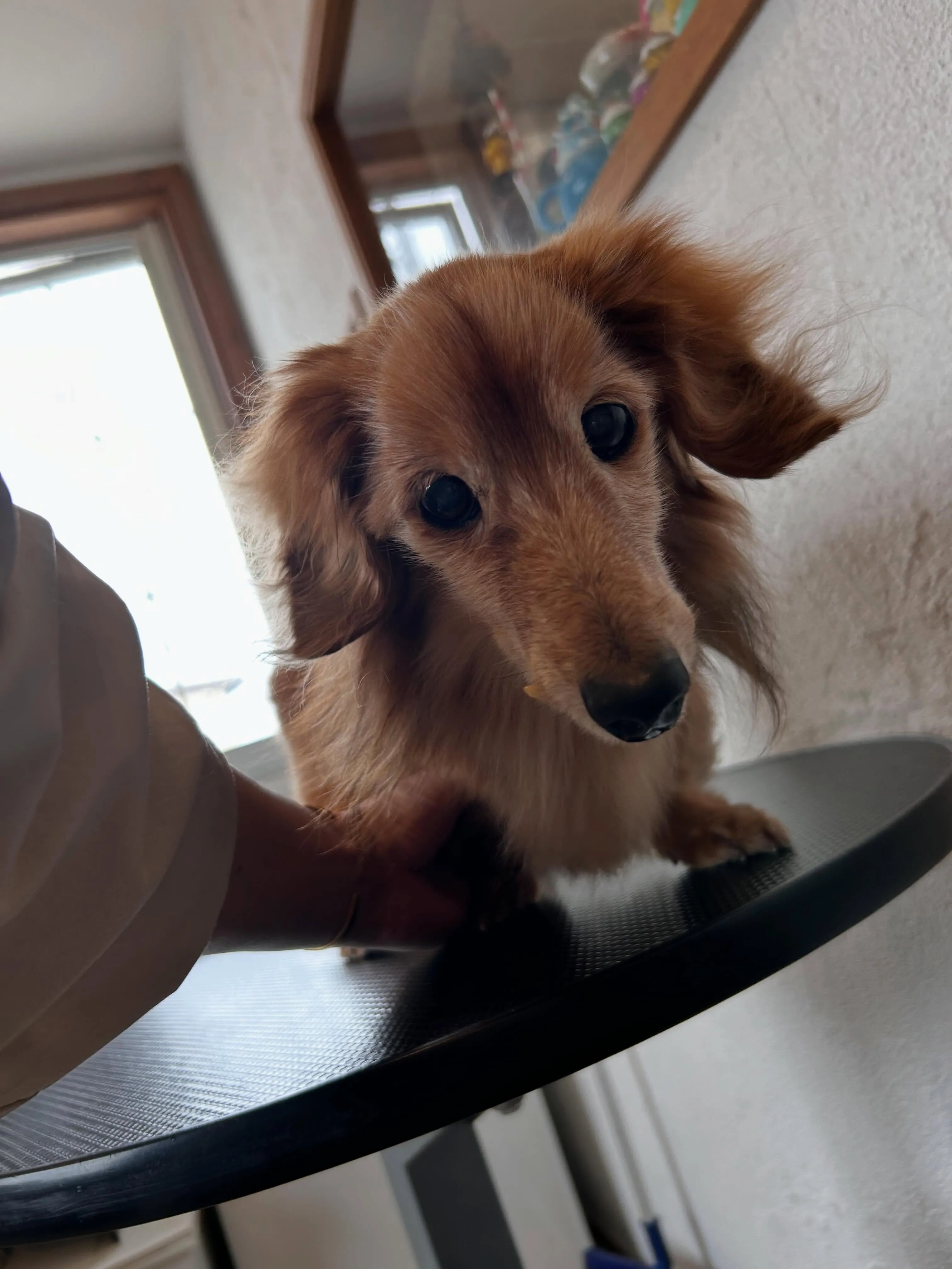 ふわふわからスッキリへ🐾