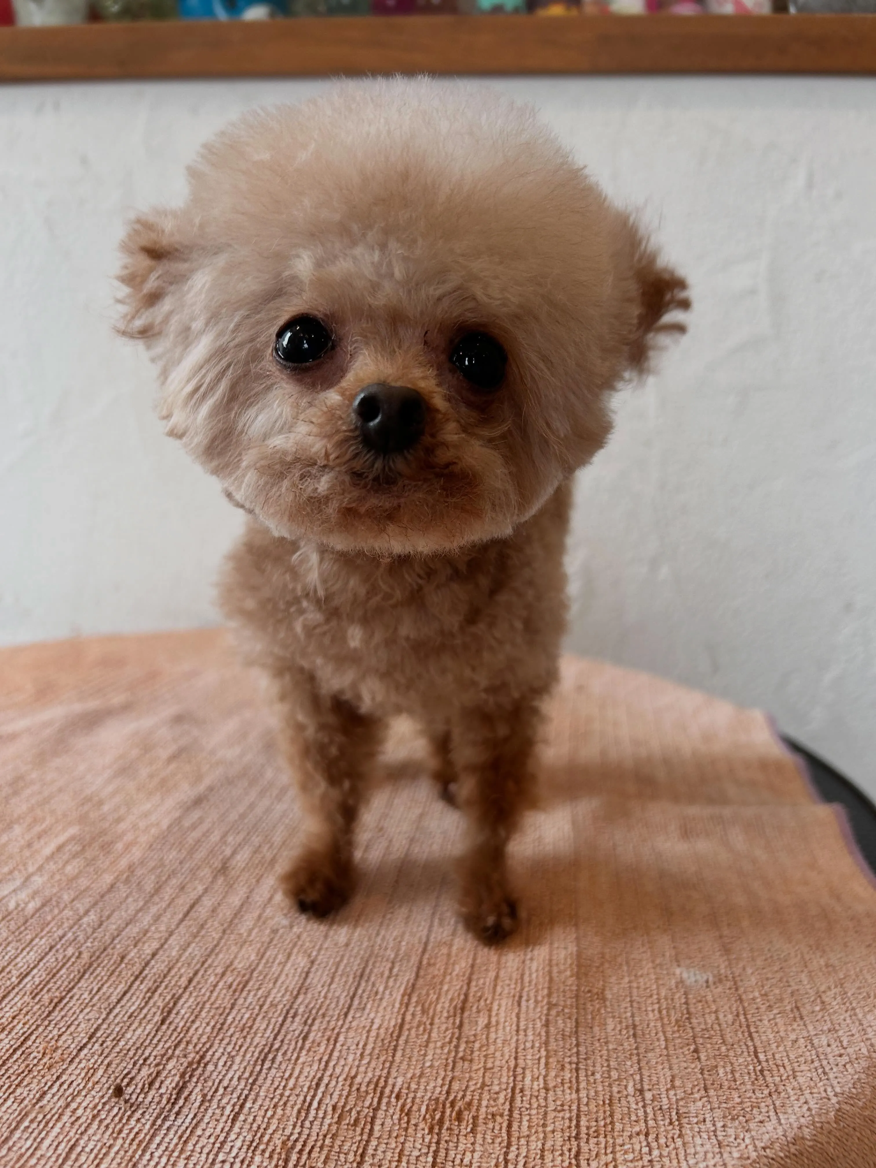 ふわふわからスッキリへ🐾