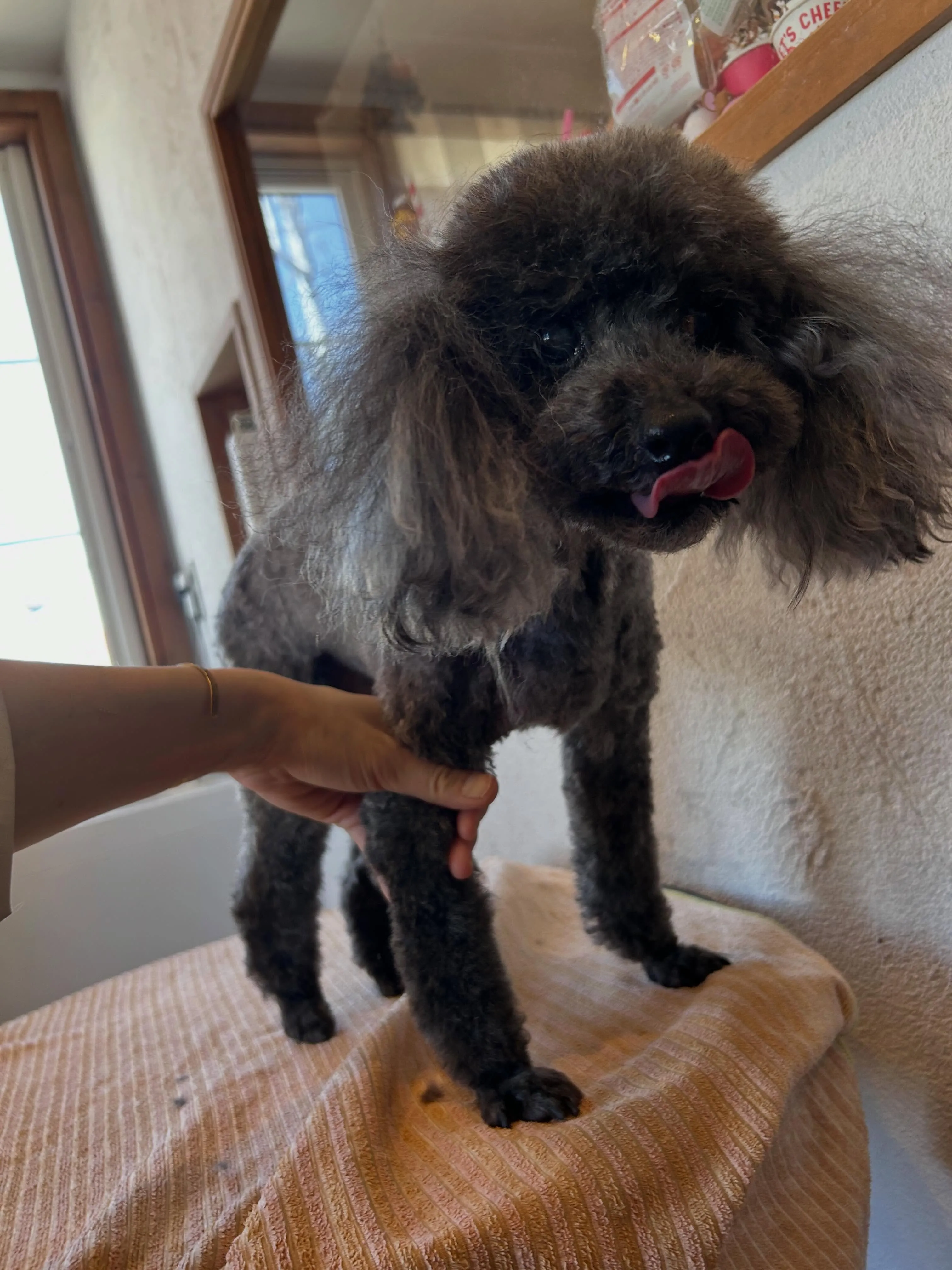 今日もわんこたちが大集合🐾