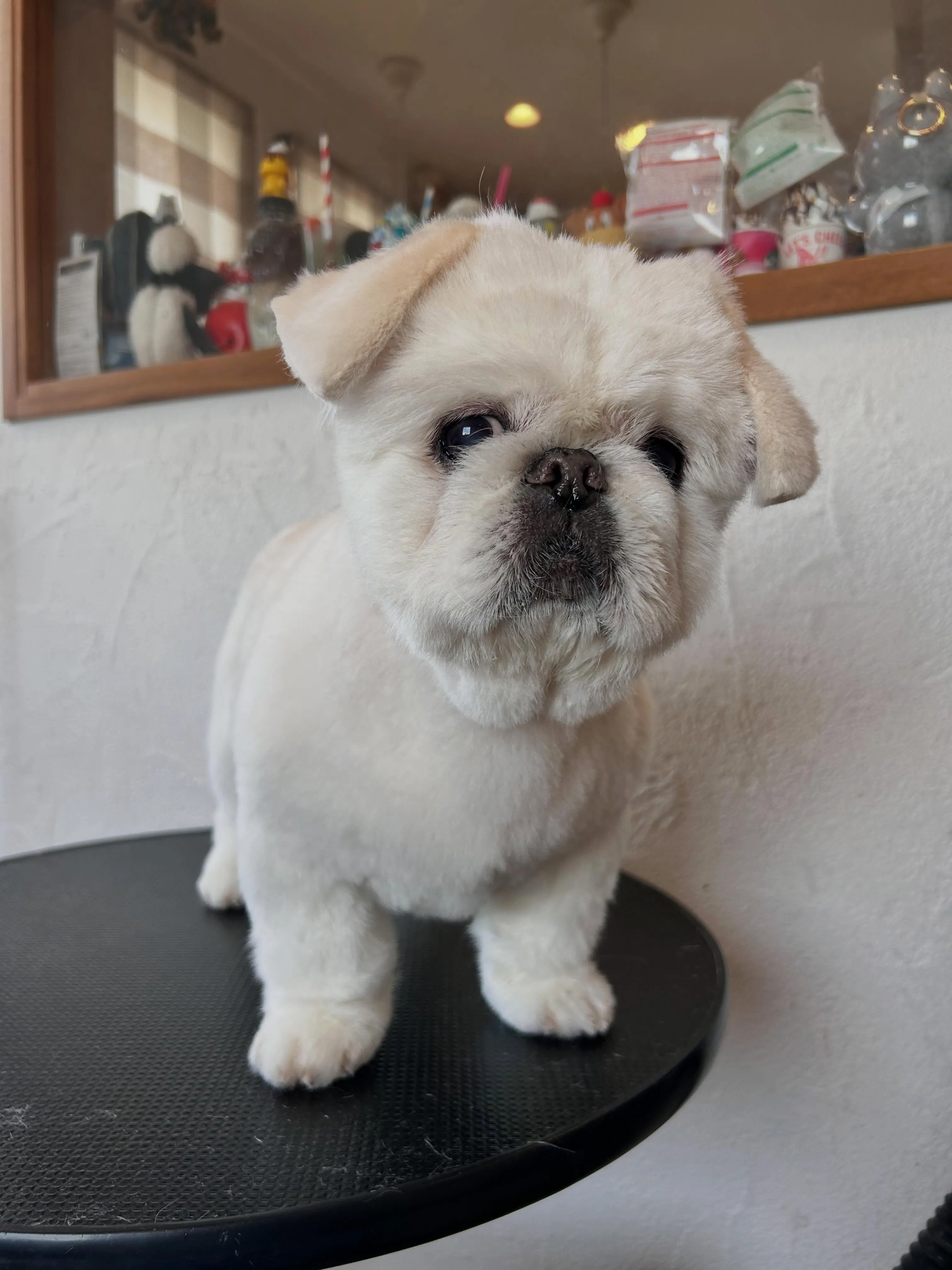 今日もほっこり🐾