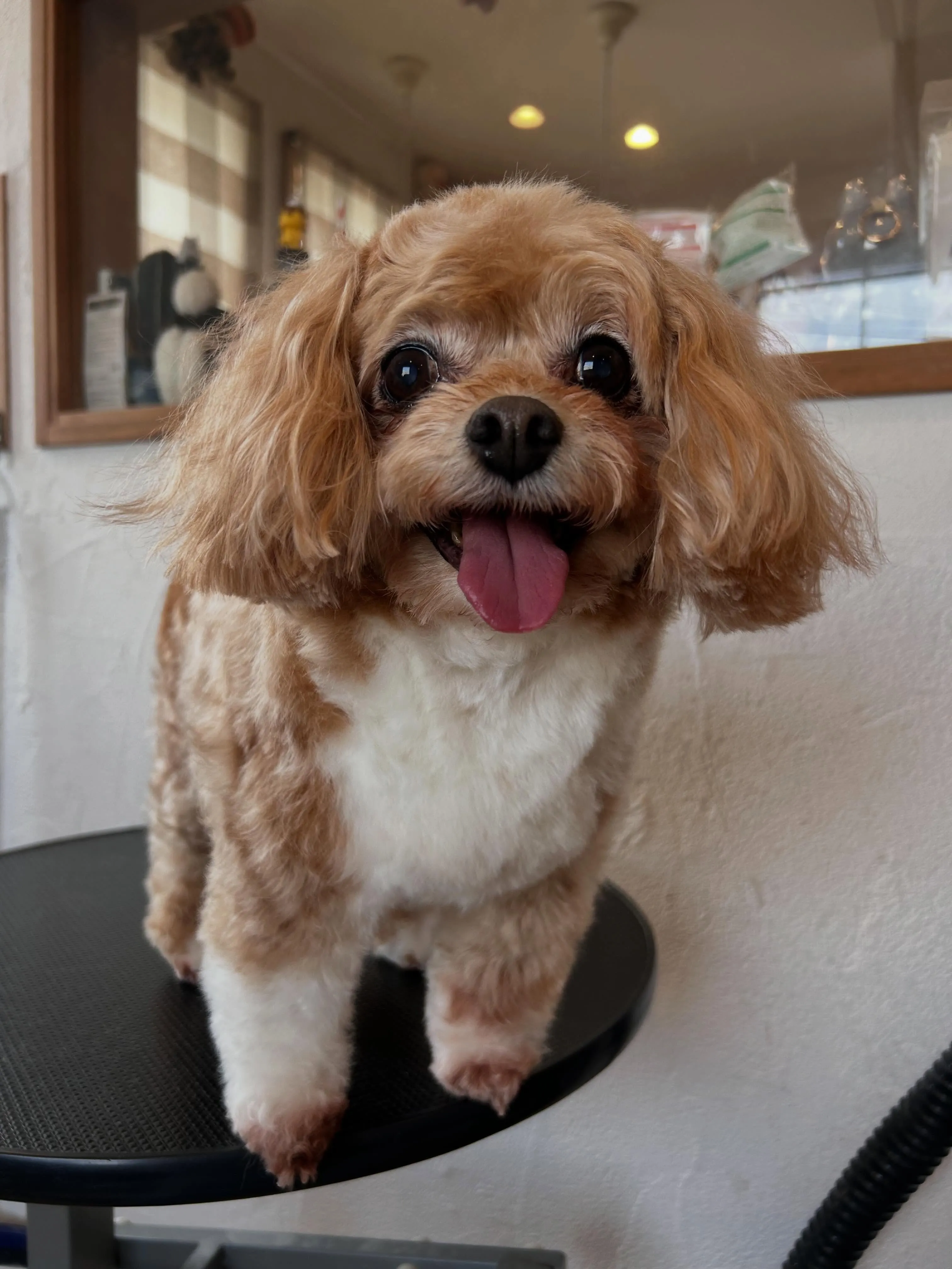 ラテちゃん、今日はアクアゼオ毛抜きでスッキリカットしました✨
