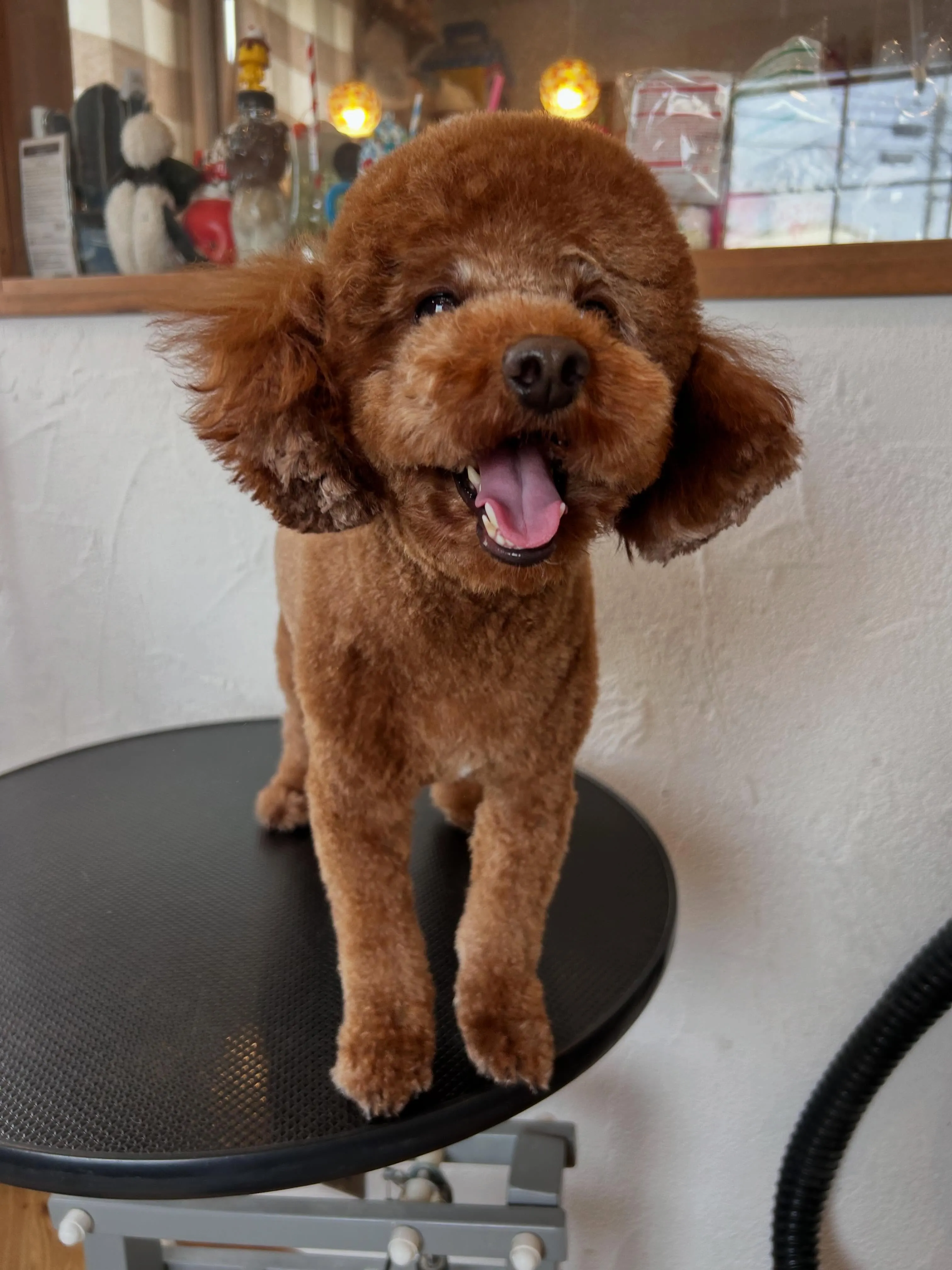 ラテちゃん、今日はアクアゼオ毛抜きでスッキリカットしました✨