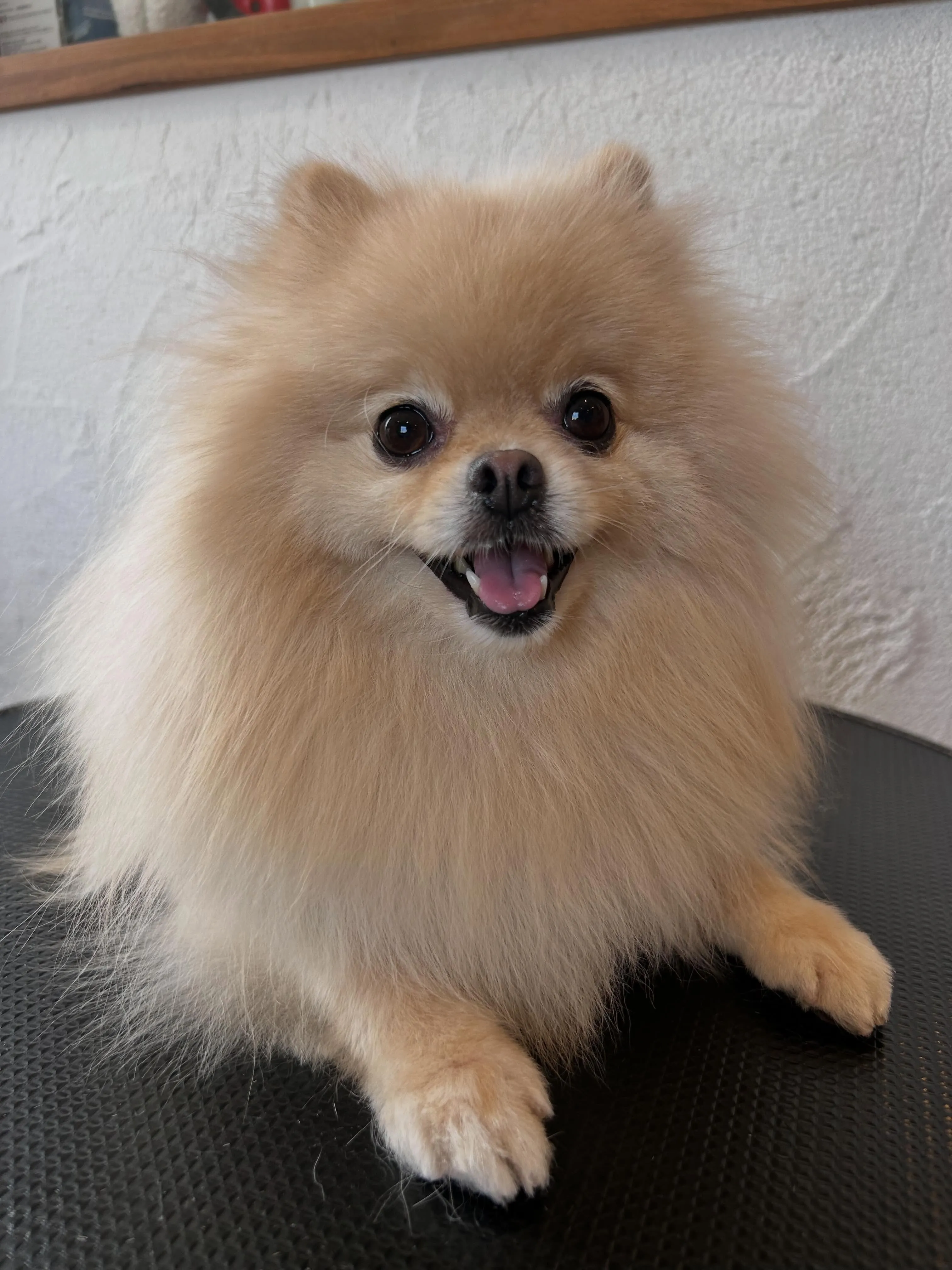 ふわふわタイム🐾✨
