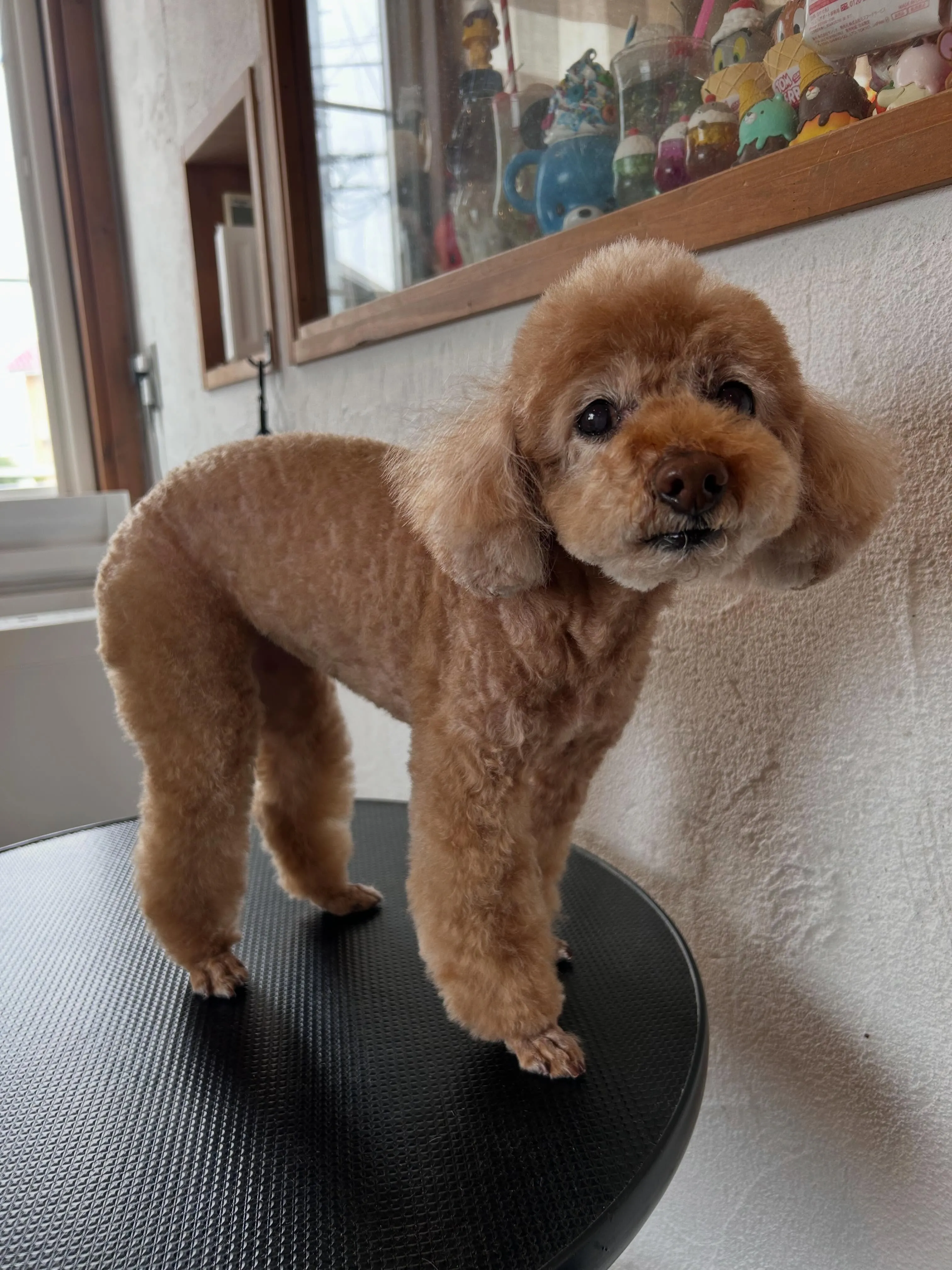 ふわふわタイム🐾✨