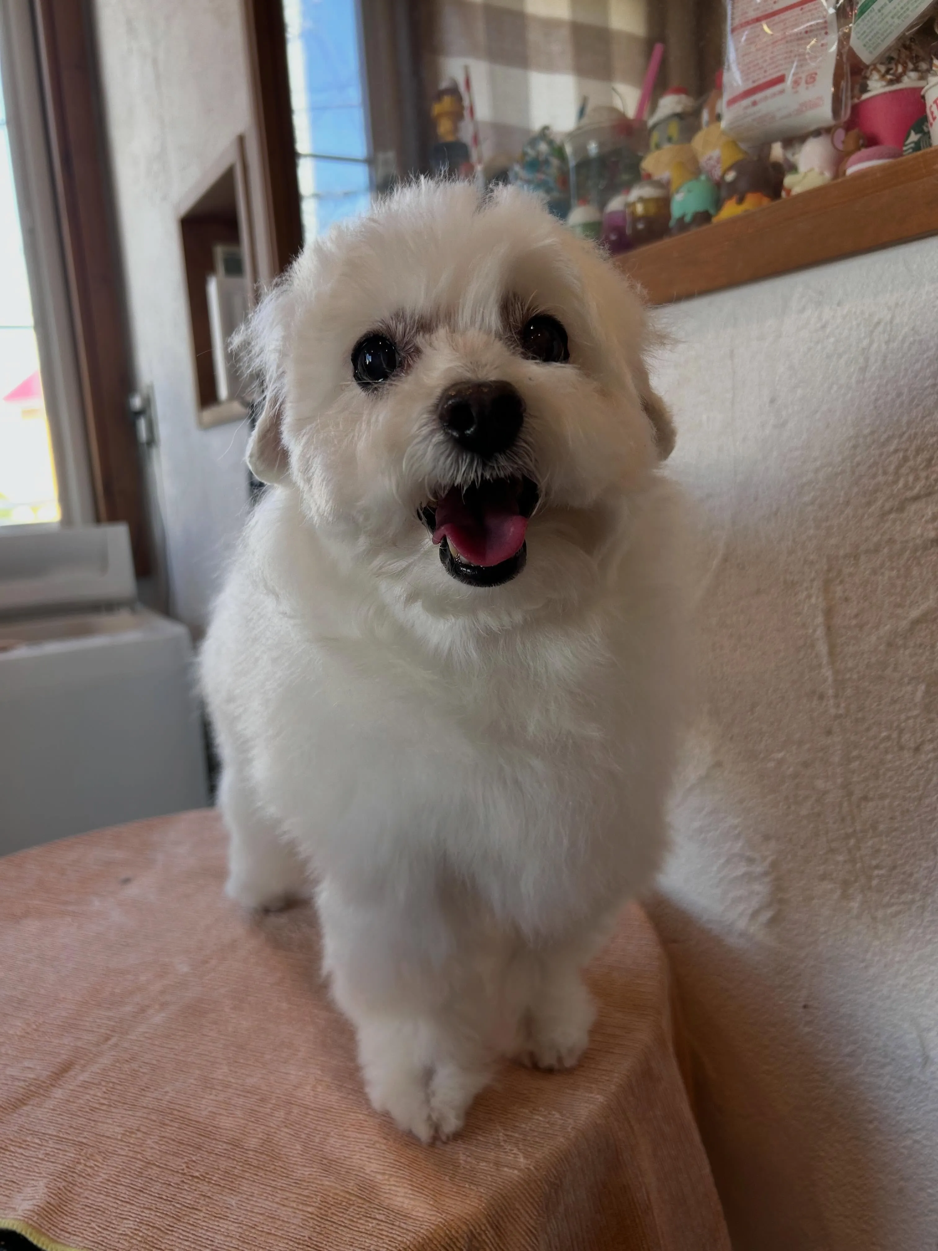 ふわふわタイム🐾✨