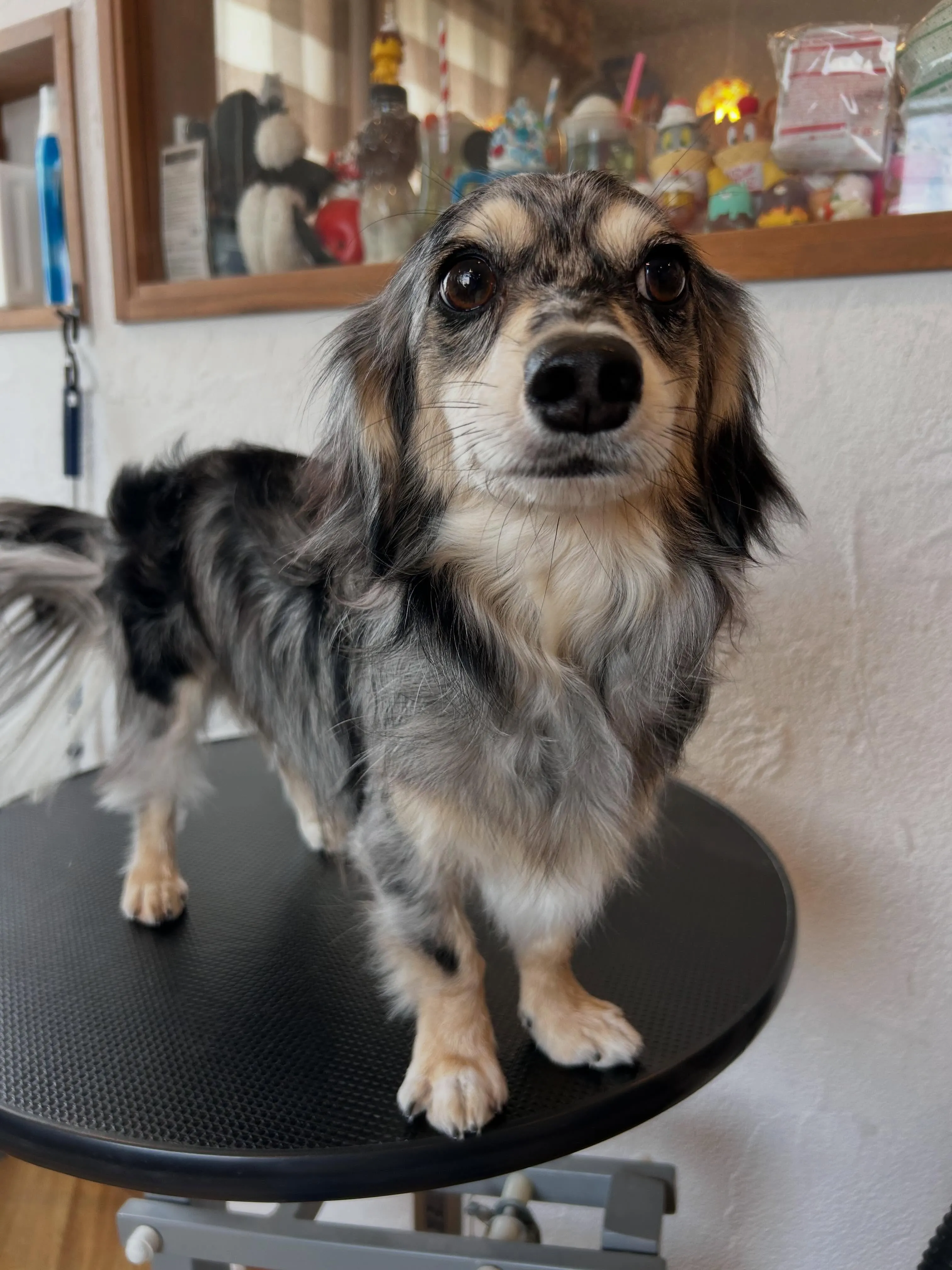 本日のお客様🐶
