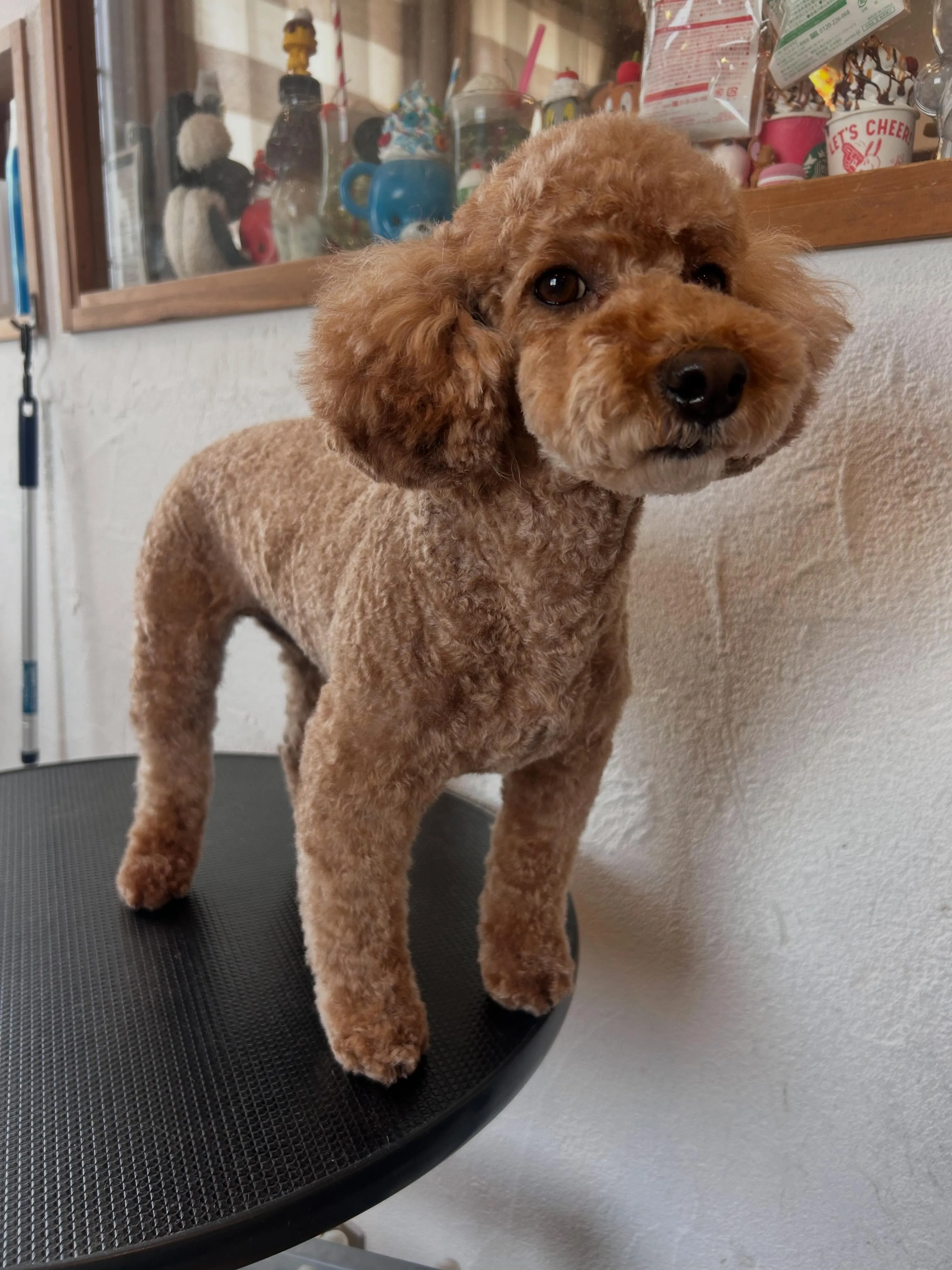 本日のお客様🐶