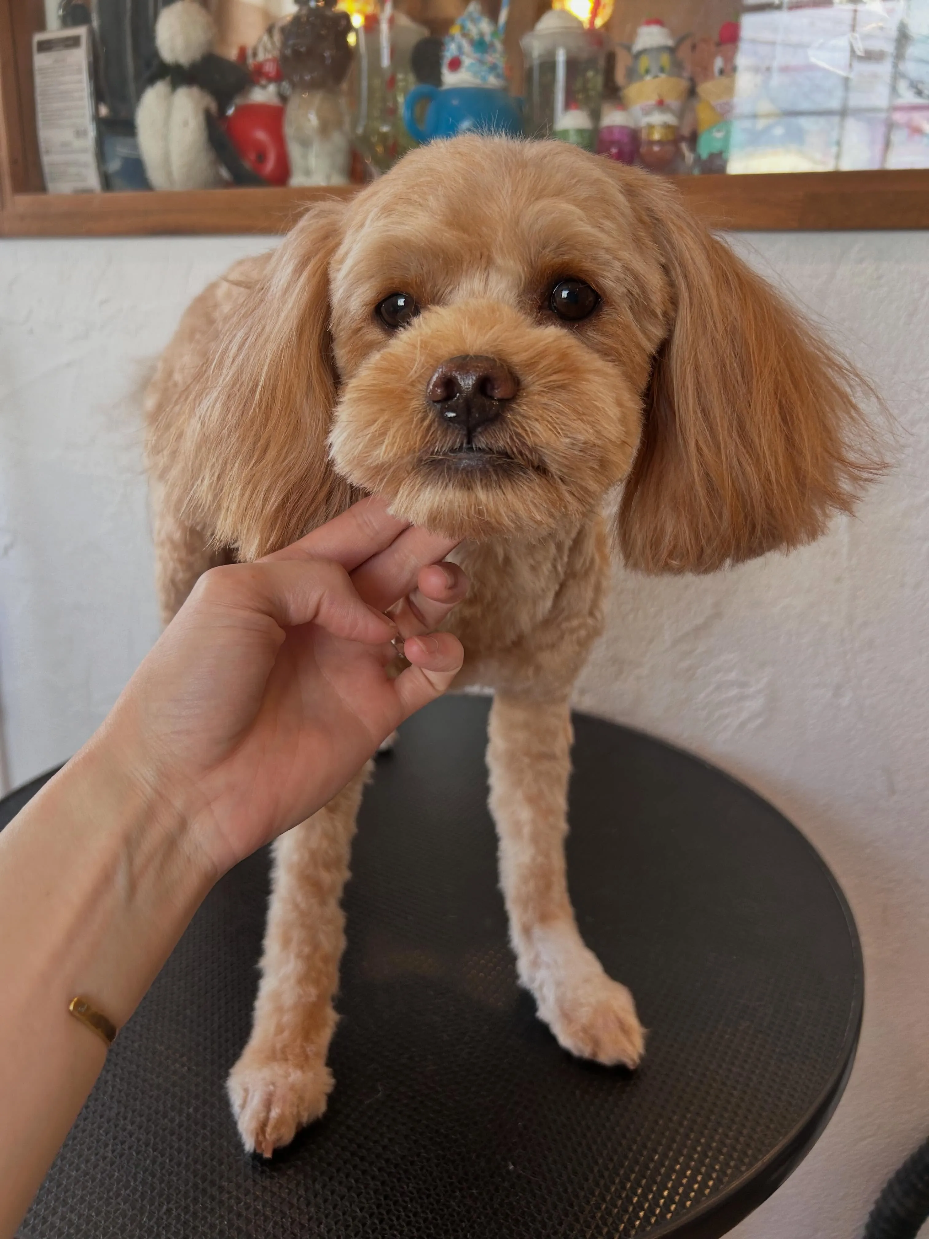 本日のお客様🐶