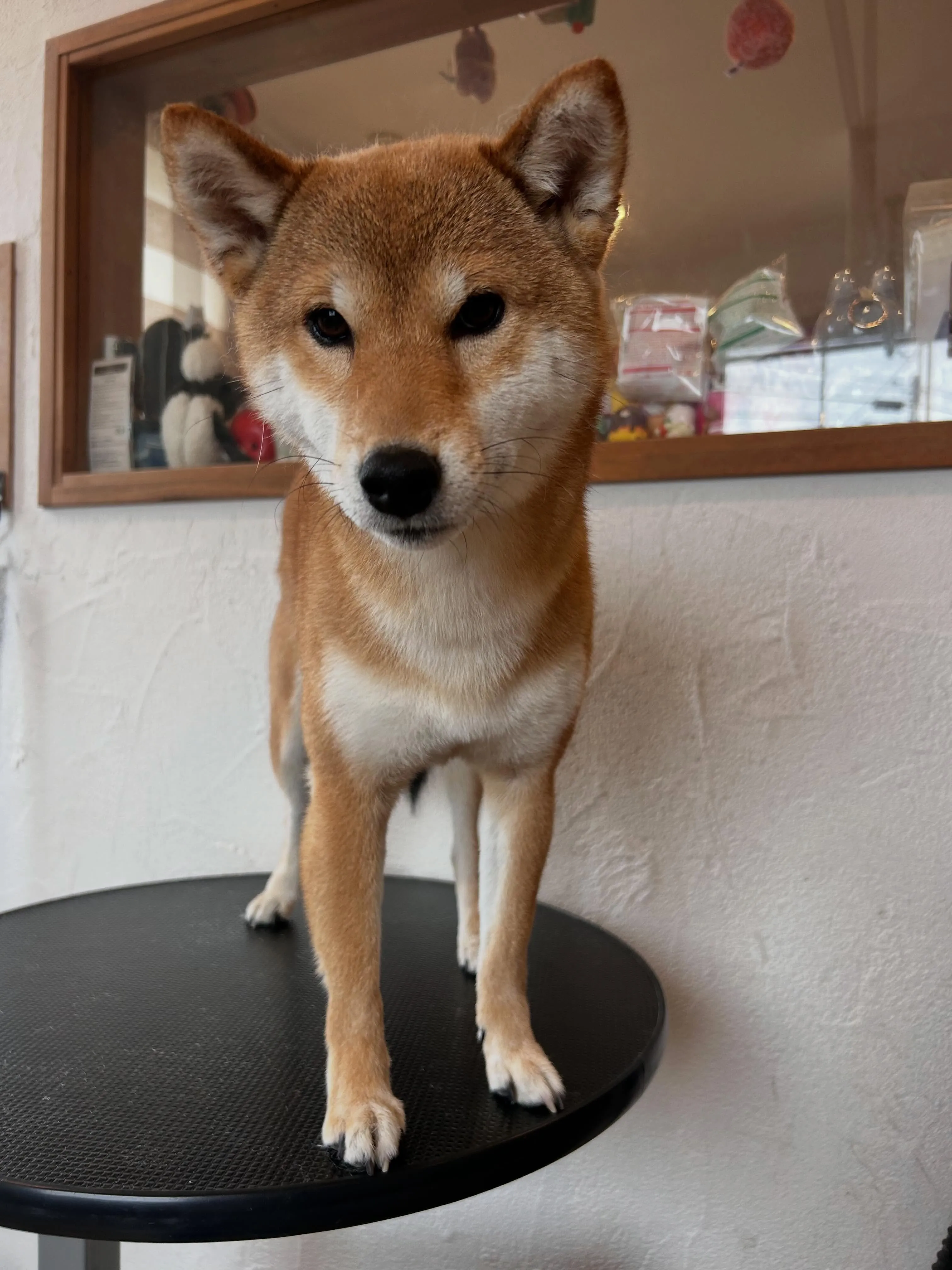 🐾サロン日記🐾